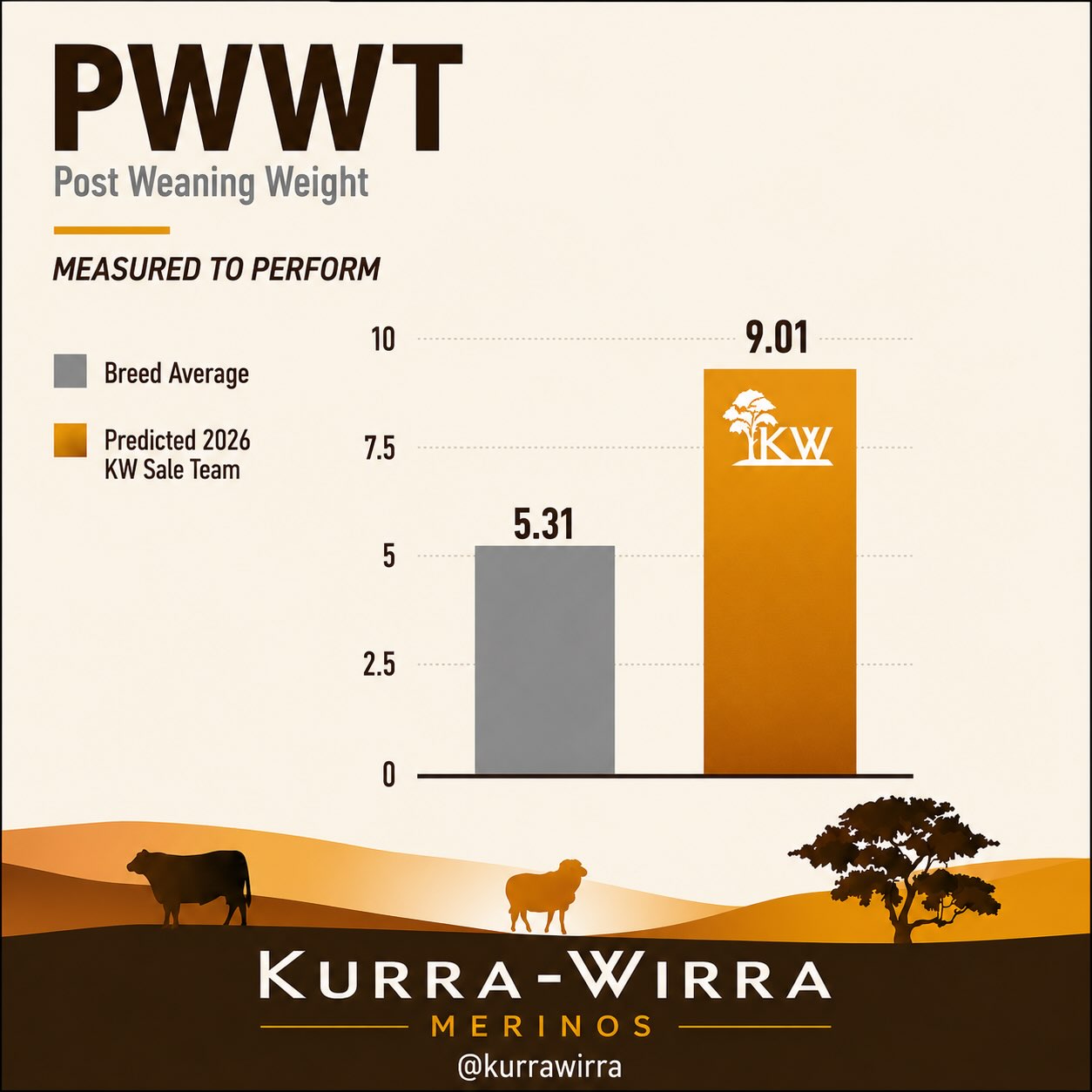 EARLY GROWTH DRIVES PROFIT 📈🐑
At Kurra-Wirra, we’ve spent the last decade placing a huge emphasis on early growth genetics, and these predicted figures from our 2026 sale team highlight exactly why.
📊 PWWT: 9.01 vs Breed Average 5.31
📊 YWT: 11.18 vs Breed Average 7.12
In today’s sheep industry, early growth isn’t just about heavier lambs—it’s about building a more profitable and efficient dual-purpose enterprise.
✅ More saleable kilograms at weaning and through to yearling age.
✅ Greater flexibility to target premium lamb markets earlier.
✅ Wether lambs that finish sooner and become far more marketable.
✅ More productive replacement ewes, with higher early growth strongly linked to improved hogget joining performance and lifetime productivity.
These gains don’t happen overnight. They’re the result of years of disciplined selection, extensive performance recording and genomics, always backed by commercial performance.
Our goal has always been simple: breed sheep that grow fast, perform under commercial conditions and put more dollars back into our clients’ businesses—without compromising fertility, wool quality or structural soundness.
Measured to Perform. Bred for commercial profitability. 💛
#KurraWirraMerinos #MeasuredToPerform #DualPurposeMerinos #EarlyGrowth #MerinoGenetics CommercialProfitability