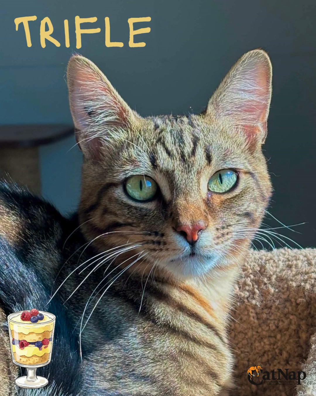 Trifle is #ADOPTABLE from PetSmart, Nanaimo
Male, domestic short hair, brown tabby
Trifles name should really be Trifle the Bold!, underlined, exclamation mark. Trifle is big personality in a small package, with intense expressive eyes that exude intelligence. Trifle is marked like a Bengal cat and has a long lean athletic body. He is a cat you notice!
Trifle LOVES people. He craves contact and cuddles. Purrs instantly when he sees you and will shove his face in your hand before you can even attempt to pet him.
Trifle is enthusiastic and passionate about everything in his life. Treats best thing ever. Pats best thing ever. Toys best thing ever.
Trifle can become over stimulated and a bit mouthy when being petted, but only because he LOVES the contact so intensely that he gets overwhelmed by his feelings. He would need a cat savvy home with no children so he can continue to receive guidance and learn appropriate ways to express his affection.
Trifle was born outside and did not have human contact early in life so is still learning about humans and life indoors. He may be startled and hide when encountering new people or situation, but with physical reassurance from pats and cuddles he quickly gains confidence. Trifle foster mom is teaching him that being picked up is not scary and every day he gets braver and braver. His foster mom can easily pick him up and hold him for cuddles. Strangers still need to earn his trust.
As we have gotten to know Trifle better it has become obvious that Trifle enjoys the company of other cats. He seems to read them well and is respectful. He would LOVE a playful, friendly and energetic feline friend to play with.
To help Trifle settle into his new space, we recommend starting him off in a smaller safe room so he can adjust gradually and feel safe. Reading the “Rule of Three” document included with the adoption resources will help you help Trifle settle in.
continued in comments...pls read!