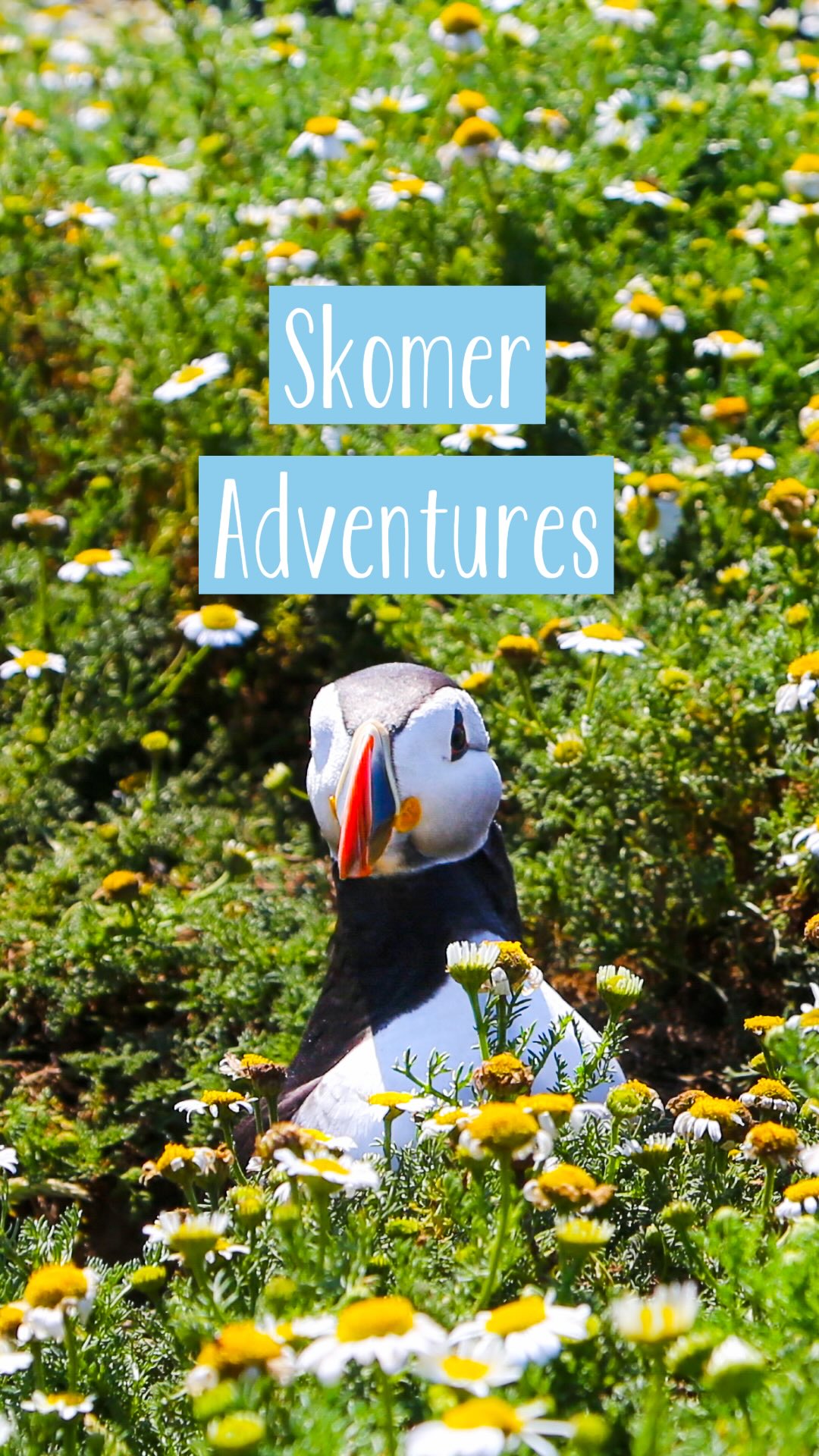 Last weekend we headed off on a little puffin adventure 🐧☀️🌊
Here are a few little moments of pure puffin joy 🫶🏻
Sea air, sunshine, puffins, and a chance to slow down for a few days 😌👌🏻
Already dreaming about the next adventure… 😍