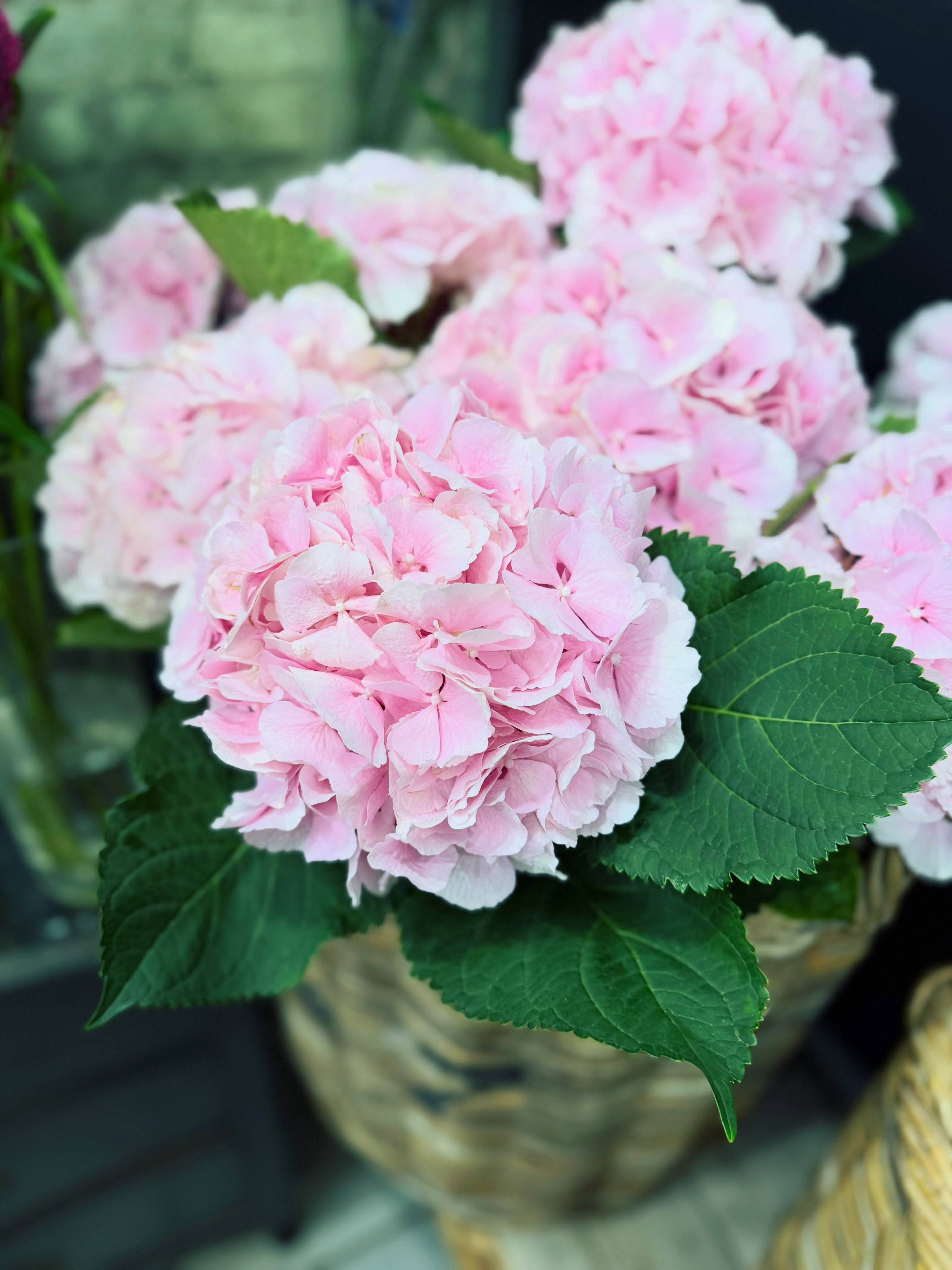 Flower Spotlight 🌸
Our gorgeous soft pink BC hydrangeas have arrived, and they are absolutely stunning! Huge blooms, beautiful texture, and the softest summer pink.
We’re loving all the vibrant summer florals filling the shop right now, with a large selection of unique varieties that you won’t find just anywhere. At Dutchess, we love bringing a little European flair to our flower cooler—never cookie-cutter, always thoughtfully curated.
Pair your fresh flowers with one of our beautiful vases, and let our designers create something just for you. Every arrangement is custom designed—never catalogue.
Hours: for remainder of the week ;
Wednesday, Thursday & Friday: 10–5
Saturday: 10–4
Thank you for supporting our small business. We truly appreciate every visit, every order, and every kind word. We work hard to create a beautiful shopping experience and are so grateful to be part of this wonderful community. 🤍