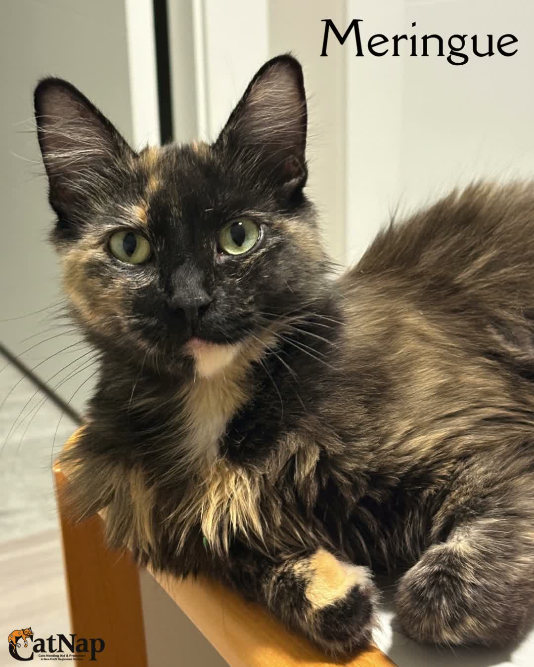 **Adoption Pending**
Meringue is #ADOPTABLE from PetSmart, Nanaimo
Female, domestic medium hair, tortie
Don’t miss the chance to welcome this beautiful girl into your family!
At just 2 years young, Meringue is as her name suggests with gorgeous tortoiseshell coloring and a striking split of black and white under her chin that makes her truly one of a kind.
She’s a smart and curious girl with a playful side. She loves chasing a ball, or a springing toy, enjoys a paper bag and is always ready for a good scratching post session.
Meringue will be there to greet you when you come home, happily asking for a few gentle pets and then start playing with you. During play sometimes she gets too excited or overstimulated and may give your fingers a gentle ‘ love bite’. She understands a gentle ‘no’ and redirection to an appropriate toy when she gets too rambunctious.
Meringue has a wonderful balance of affection and independence, making her an easy cat to love!
If you’re looking for a loyal companion with a gentle heart, playful spirit and a face you’ll never forget then this sweetheart is ready for you!
#Compatibility
Cats: Unknown, she didn’t meet other adult cats in the foster home
Dogs: Unknown, Meringue did not meet dogs while in CatNap’s care
Kids: No young kids as she will give love bites when overstimulate, calmer tweens and teens should be ok for Meringue
#Age
Estimated age: ~ 2 years old
#Veterinary #Information
• Meringue has been spayed
• Vaccinated for FVRCP and Feline Leukemia
• Microchipped
• Deflead and dewormed
• Six weeks of pet insurance
• Health record card
• Specific diagnostic testing may also have been done as each cat's health may warrant while in CatNap's care. Should you wish to have more detailed information before submitting an application, please contact adoptions@catnapsociety.com
CatNap's Adoption Fee for Meringue is $375
Please note: Only in person applications are accepted at the adoption centre after meeting Meringue
ONLY APPROVED APPLICANTS WILL BE CONTACTED