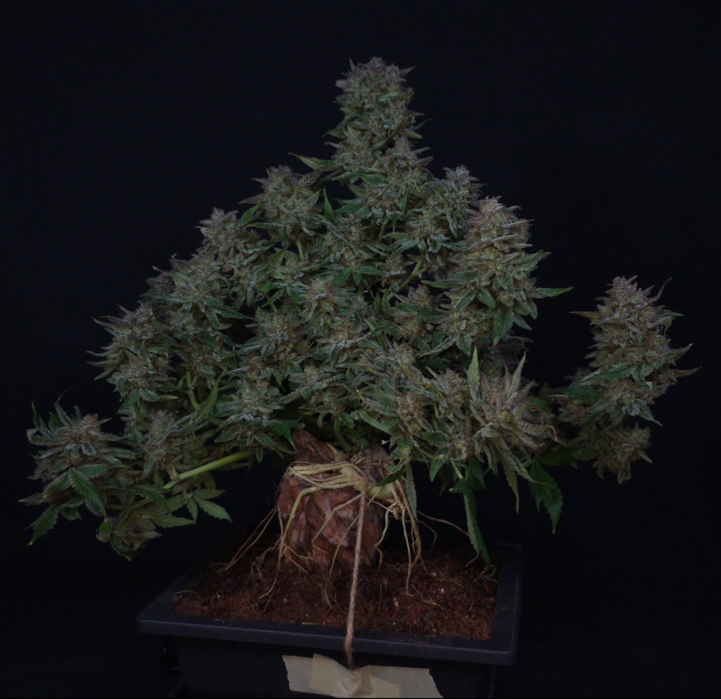 Vol. 2 is live and the clock is ticking âłđą
The @_mephistogenetics Cannabonsai Grow-Along is back for round two, and this Saturday I'm going live for the first stream of the run. Germination, pot selection, and the first shaping decisions, all on camera.
Here's the part you need to hear: you have until July 30 to get your grow started. After that you're out. So if you've got a Mephisto pack sitting in the fridge, Saturday is the day to crack it.
The rules, short version:
đą Mephisto seeds
𪴠1 to 2 gal max final container
âď¸ At least one bonsai technique (LST, topping, defol, root work)
đ¸ 5 posts: start, progress, finish
đď¸ Wraps November 1st
Judging's on Best Design (two winners this year), Best Grow Report, Best Training Technique, plus a random draw for anyone who finishes. Every winner takes home a Cannabonsai Starter Pack & Book on top of seeds and merch.
Running mine in the @acinfinity tent this round.
Post yours to r/MephHeads with the cannabonsai v2 flair, or the cannabonsai channel on Discord. Stream saves here after, but showing up live means I answer your questions in real time.
Small pot. Big patience. Let's build something. đˇâ¤ď¸đą