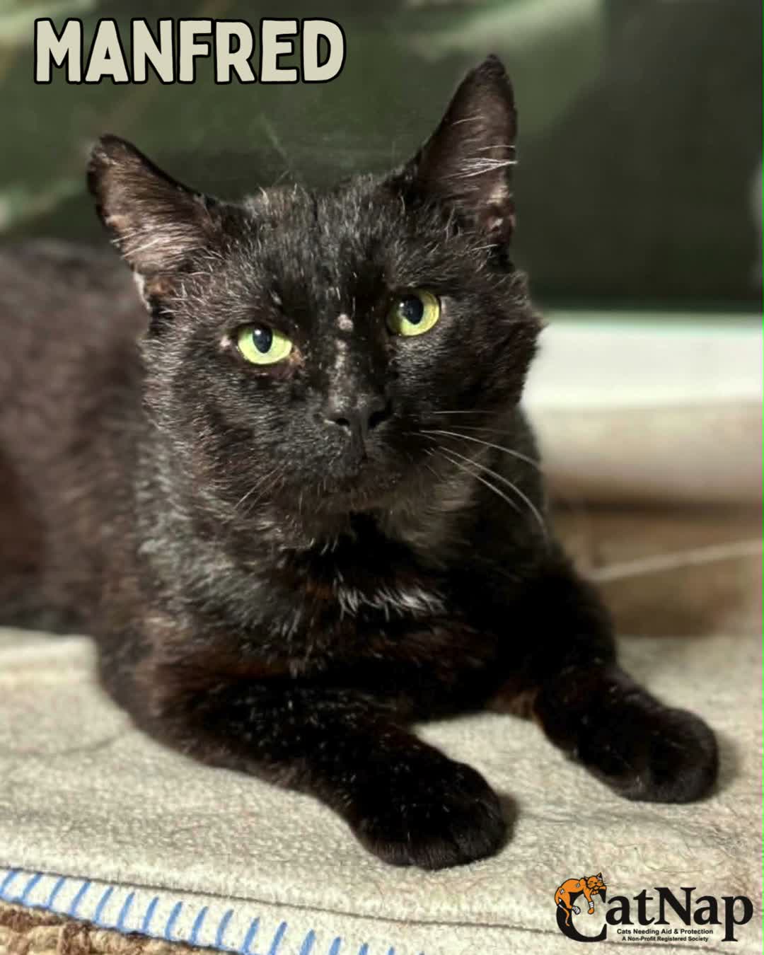 Manfred is #ADOPTABLE from PetSmart, Nanaimo
Male, domestic short hair, black
Think Aslan the lion from Narnia mixed with the retired mob boss. Big, battle-worn, and utterly unflappable. He wears every scar like a chapter in a life well lived and is the sort of cat who strolls into a room and is immediately, effortlessly, in charge. Despite his intimidating look and presence, Manny is a big softie. He wants to be snuggled, carried around and take every cheek scratch and bum smack offered.
He has the presence of a regal lion who’s long since established himself as king—thick-necked, weathered, and impossibly handsome with his grizzled salt and pepper coat and piercing yellow eyes. His ears are shredded. His massive paws are tough and hardened from years of surviving outdoors. Every mark tells a story, every slow stride carries purpose, he has earned every ounce of respect he receives. He doesn’t seek confrontation—he’s simply beyond it.
Yes, he looks like the sort of cat who owns several highly questionable businesses, knows everyone in town, and expects to be addressed as The Boss. Fortunately, these days his empire consists of sunny windowsills and soft blankets, where he rules with slow blinks, cheerful chirps, and the firm expectation that dinner will be served on time.
Manfred gets along beautifully with other cats as and is wonderful with children. Dogs, however, are not invited into his retirement plans.
There’s something deeply special about cats like Manfred. You can see the hard years written across his face, yet somehow they’ve only made him gentler. After everything he’s been through, all he wants now is a safe home, people to love, and snacks, don’t forget the snacks.
To help Manfred settle into his new space, we recommend starting him off in a smaller safe room so he can adjust gradually and feel safe. Reading the “Rule of Three” document included with the adoption resources will help you help Manfred settle in.
continued in comments....pls read!