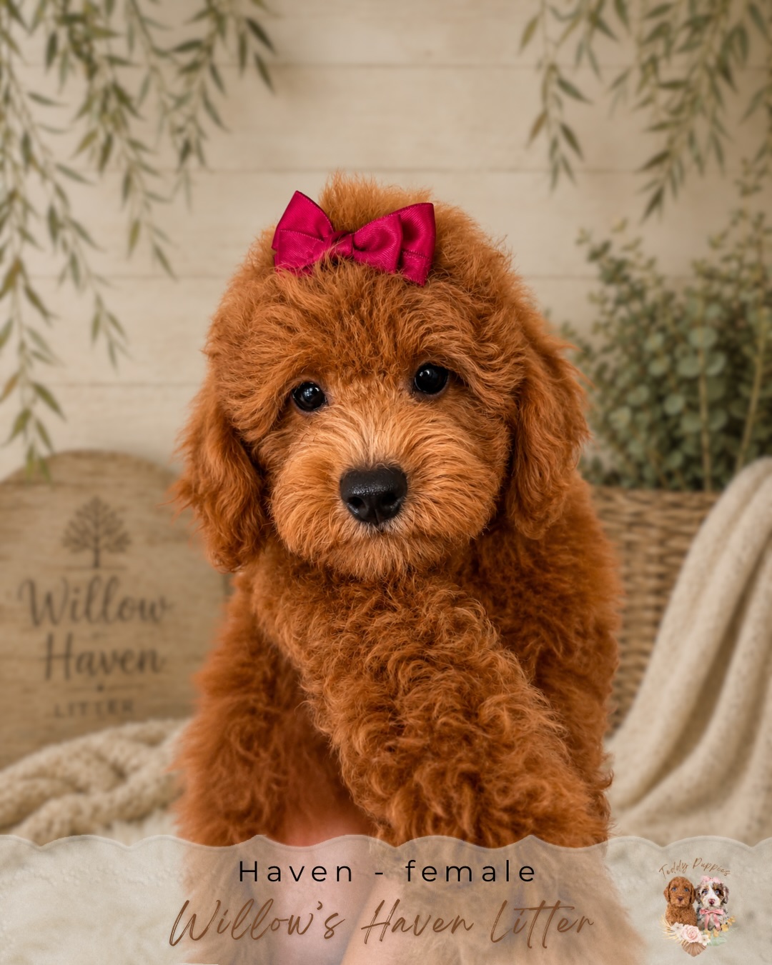 A few of Willow’s sweet girls are still looking for their families! 🤍
Haven and Hope are officially 12 weeks old today, and they are ready to find the families they were meant for. These girls have been growing into such wonderful puppies with loving personalities, and we know their perfect homes are out there. Hope is a bit more laid back, confident and cuddly and slightly calmer than her siblings. Haven is a leader, she loves to give kisses and explore new places. Both girls are doing great sleeping the night and have been making progress potty training.
We’re also excited that Eden and Shepherd will likely be meeting their families this Thursday. We can’t wait to see those connections happen!
If you’ve been waiting for the right puppy to join your family, Haven or Hope might just be the one. Reach out to learn more or schedule a time to meet them—we’d love to help you find your perfect match. To learn more about their unique temperaments, you can review their profiles on Willow’s litter page here https://www.teddypuppies.com/willows-puppies
#TeddyPuppies #MiniGoldendoodle #GoldendoodlePuppy #PuppiesAvailable #FindYourBestFriend