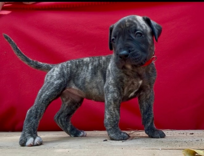 4.5 weeks and thriving 🌈
Every one of these Rainbow pups is growing on schedule, eating like they’ve been doing it forever, and their personalities are starting to show up in ways that tell us who they’re going to be.
The homes lining up for them are some of the strongest we could have hoped for on a first litter. Sport, working, and active families — all vetted, all serious.
2 female slots left. Assessments start in 2 weeks — that’s when we match each pup to the right home based on temperament, drive, and fit.
Application in comments.
Nahla × Jäger 🖤 Kings Court Kennel
#PresaCanario #presacanariopuppies #PerformanceBred #kingscourtkennel👑