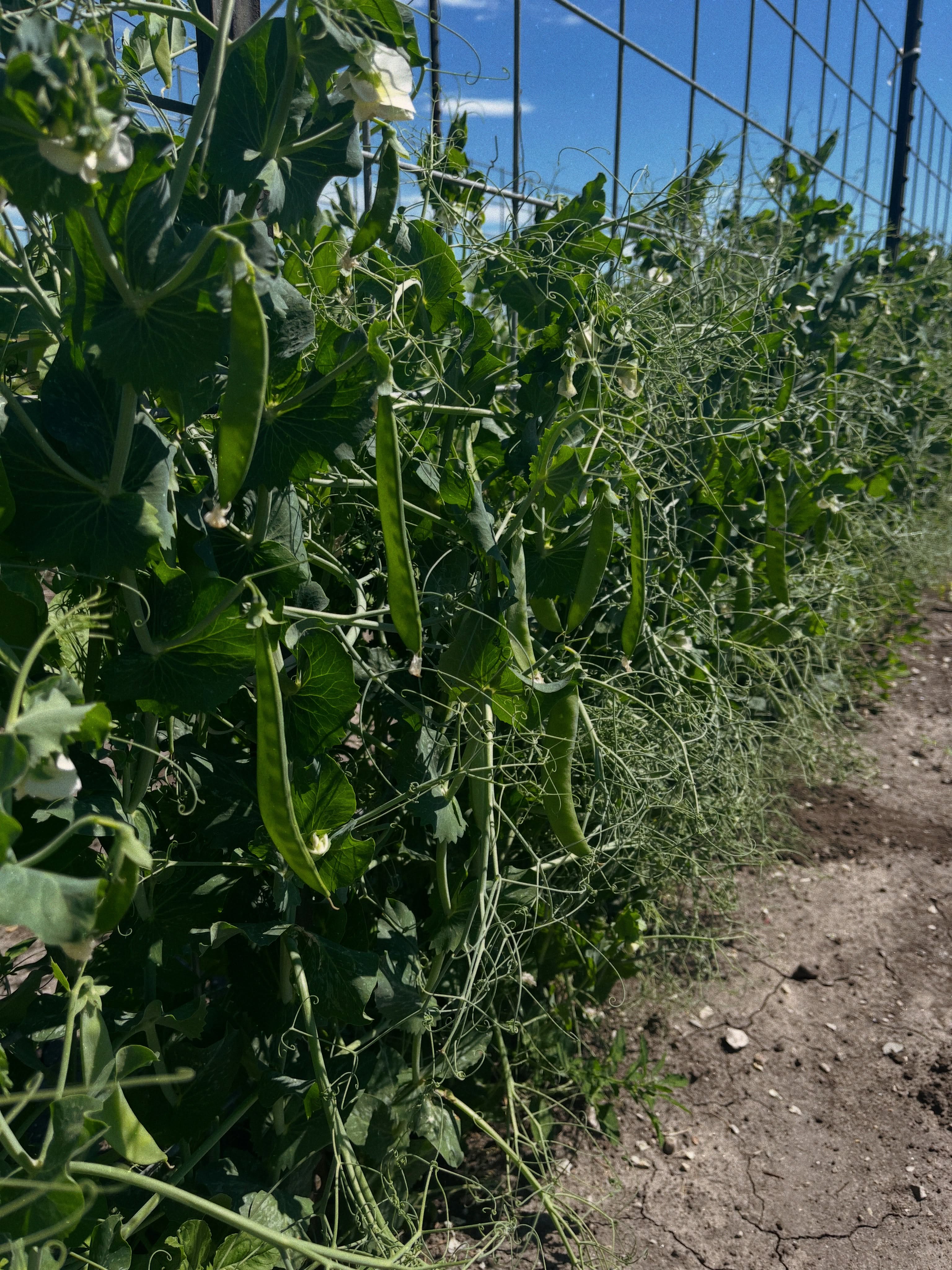 Two announcements:
1: peas for CSA members! 🫛
2: our online market is open for all! 🛍️