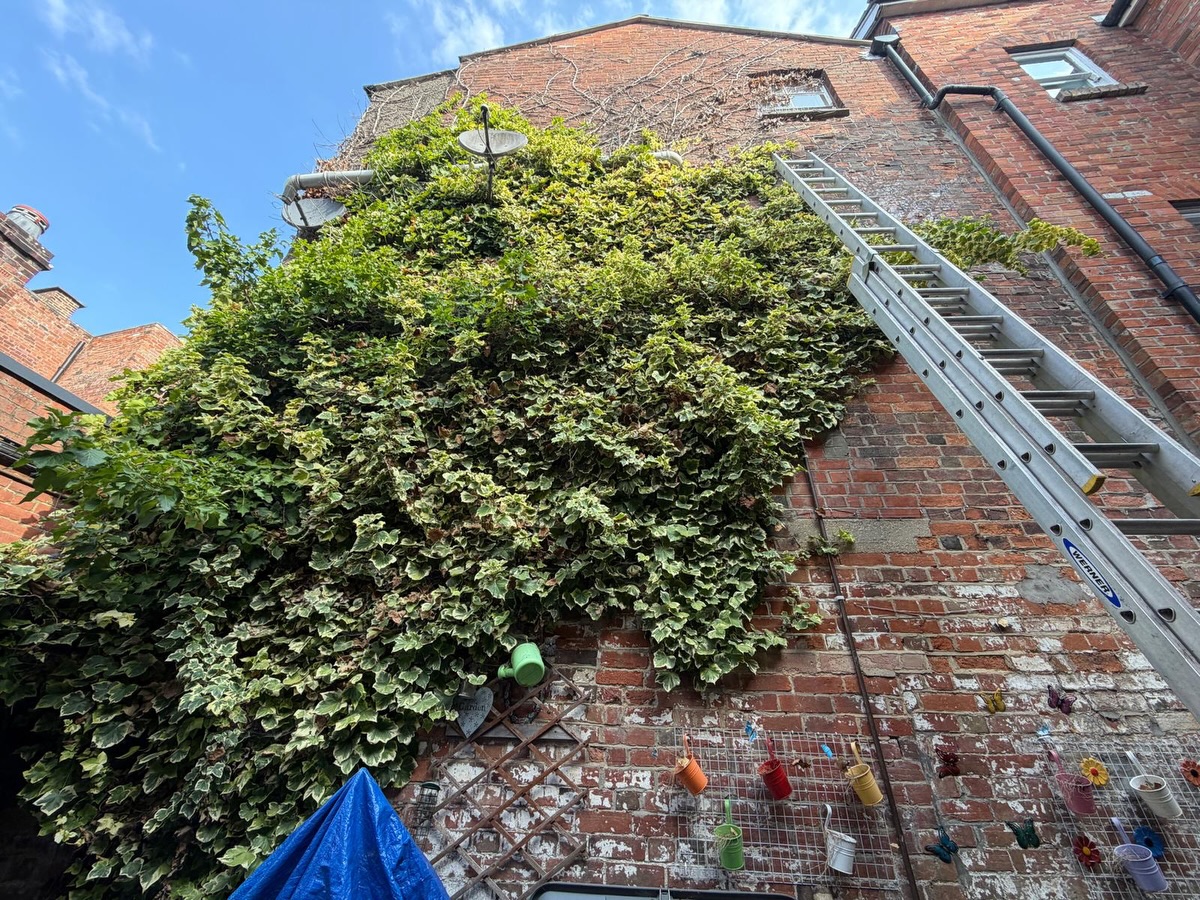 💪 Now this was a satisfying job! 🌿
Before & After 📸
This rental property had become completely overrun with ivy, with it climbing over walls, fencing, and surrounding areas. Left unchecked, ivy can quickly take over, causing damage to brickwork, gutters, fences, and even hiding problems underneath.
Our team carefully removed the ivy right back to its base, making sure to clear as much of the root system as possible to help prevent it from growing back 🌱✂️. Every section was thoroughly cleared, leaving the property looking cleaner, brighter, and much easier to maintain.
It’s amazing how much of a difference removing overgrown vegetation can make. The property instantly looked more open, tidy, and well cared for 👌🏡
Whether it’s ivy, brambles, overgrown shrubs, or a full garden clearance, we have the tools and experience to get it back under control 💪🌿
Need help reclaiming your garden or rental property? Get in touch today! 👇
M.J.B Group Ltd
Tree & Garden 🌿
📱 01225 - 941139
📧 info@mjbgroup.co.uk
💻 www.mjbgroup.co.uk
#gardenclearance #ivyremoval #gardenmaintenance #propertymaintenance #gardencare