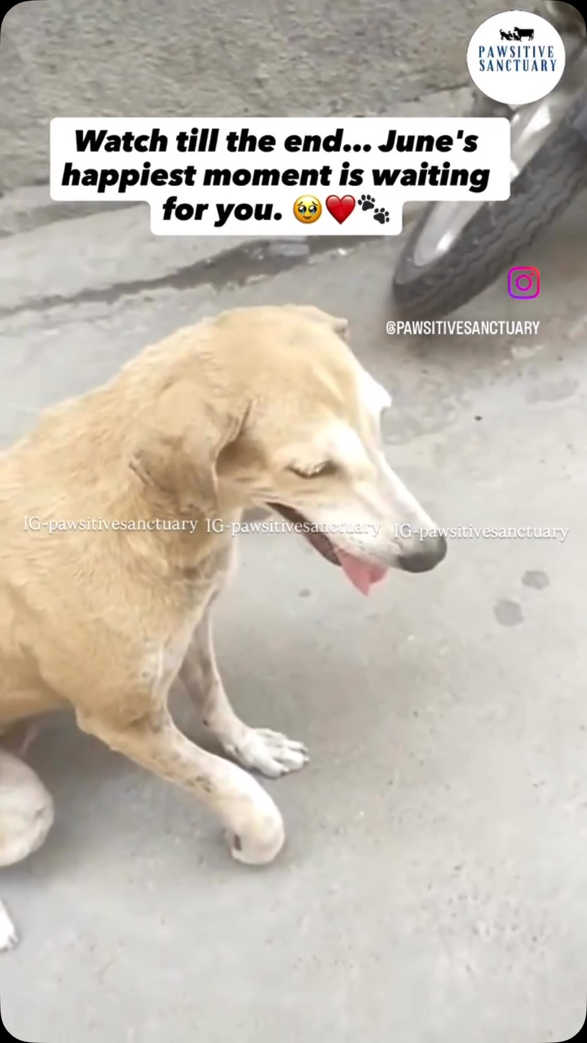 ❤️🐾 A Happy Ending for June ✨
One month ago, June’s case was reported to our helpline. She had suffered a fractured front leg and was in severe pain.
Her reporters were incredibly caring. They even managed to get her X-rays done, but they didn’t know what the next step should be and couldn’t afford the treatment she needed.
This is exactly why we always stand with compassionate caretakers who refuse to give up on the animals they love.
We asked them to bring June to our shelter, where our veterinary team applied a plaster, started her on supplements, and gave her the care and rest she needed to heal.
And today... the day we had all been waiting for finally arrived. ❤️
June has recovered beautifully and is going back to the people who never stopped caring for her. Not one, not two—but four people came to take her home. Seeing her excitement and wagging tail was the happiest reward we could have asked for.
We are proud to support kind-hearted caretakers who dedicate themselves to community animals. Together, we can change lives and give injured souls the second chance they deserve.
Wishing you a happy, healthy, and pain-free life, sweet June. ❤️
Thank you to everyone who supported June’s journey. Your kindness made this beautiful ending possible. 🐾
#DogRescue 🐾#RescueDog 🐶
#AnimalRescue ❤️#StreetDogsOfIndia 🇮🇳
#AdoptDontShop 🏡