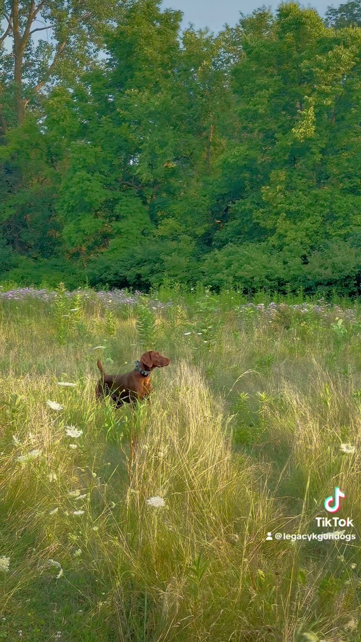 Kennedy 🧡 Am Ch. Legacyk The First Lady - Bruno x Drama #legacyk #birddogoftheday #birddog #gsp #gspoftheday