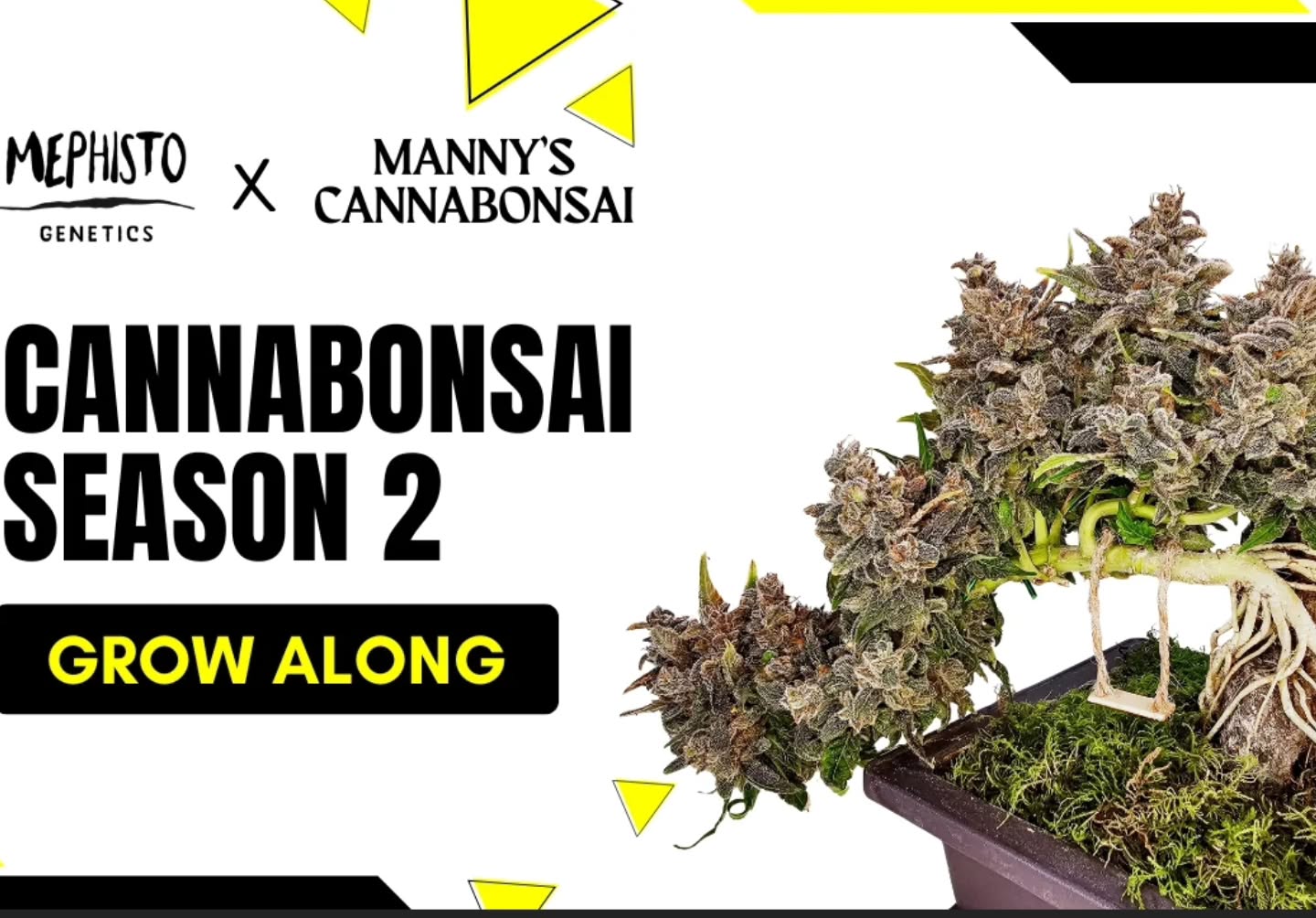 We're doing a grow along, with prizes for the best grow. This grow-along will challenge your growing and training skills to a whole new level. Canna-bonsai applies traditional bonsai techniques to cannabis to create beautiful plant art. What takes 100's of years in the bonsai world can be achieved in a single autoflower cycle! Growing weed is supposed to be fun! Step out of your comfort zone and challenge yourself with this grow along
Share your creative techniques and stunning results here on Reddit and Discord for a chance to win awesome prizes.