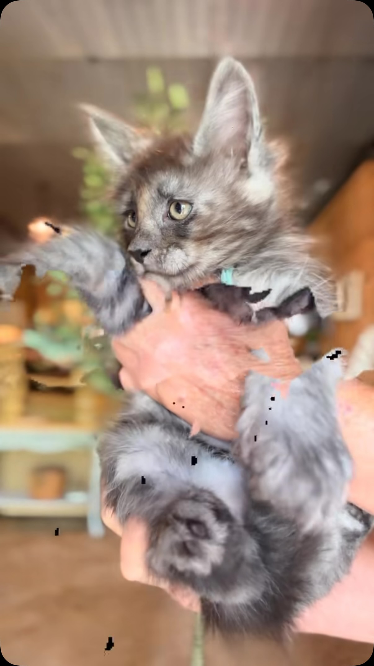 #catlife #cats #kitten #kittens #mainecoon