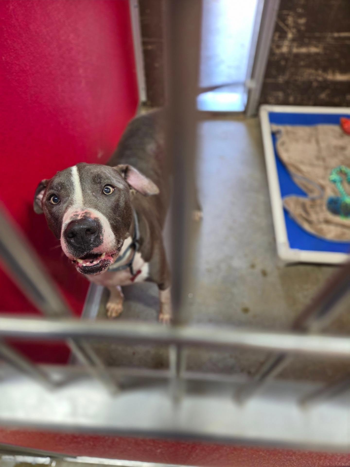 It's a rainy day, and Tango doesn't understand why he's stuck in his kennel instead of curled up on a comfy bed or couch. 💔
This sweet boy has had a few meet-and-greets, and every single one has gone so well. Everyone says what a good boy he is. They love him... and then they go home without him. He's never chosen.
What more does Tango have to do to show his worth.. 😭
Tango is around 4 years old and about 90 lbs. He loves people, walks beautifully on a leash, enjoys car rides, and appears dog friendly (meet required).
He's the kind of dog who just wants to be with his people. We know his family is out there. We just need them to find him. Please share. Please apply. 🙏 -Wendi
https://www.co.trumbull.oh.us/DogWarden/dw_adoptablesearch.html
Trumbull County Pound:
7501 Anderson Ave.
Warren, Ohio 44484
330-675-2787