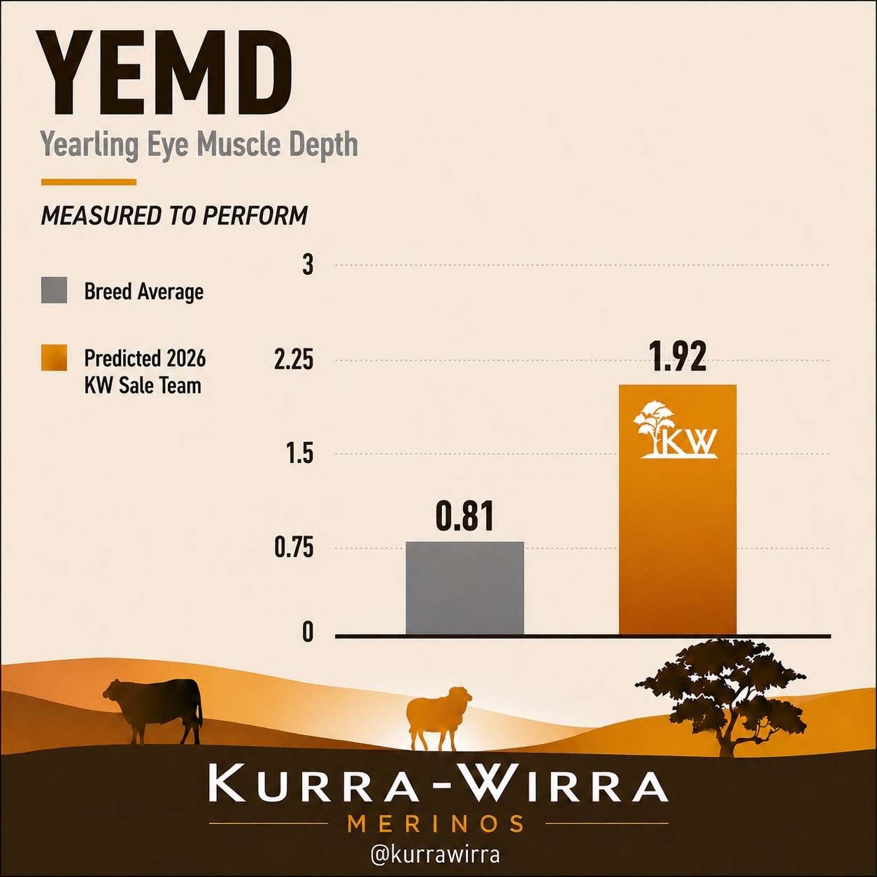 CARCASE TRAITS THAT PAY 💪🐑
For over a decade, Kurra-Wirra has placed a major emphasis on breeding sheep with industry-leading carcase genetics.
📊 YEMD (Yearling Eye Muscle Depth): 1.92 vs Breed Average 0.81
📊 YFAT (Yearling Fat Depth): 0.89 vs Breed Average 0.29
Why?
Because we could see where the sheep industry was heading.
As lamb has become an increasingly important driver of profitability, we’ve focused on breeding sheep that combine rapid early growth with outstanding carcase traits—without compromising fertility, wool quality or structural soundness.
Today, all of our wether lambs and terminal lambs are finished through our feedlot, so these aren’t just figures on a graph. They’re traits we measure every day in our own commercial operation.
✔️ Faster finishing lambs
✔️ More muscle and saleable meat yield
✔️ Better fat cover to consistently meet market specifications
✔️ More kilograms sold, sooner
One of the biggest benefits we’ve seen is that selecting for growth and carcase hasn’t just produced better lambs—it has also improved the doing ability, robustness and fertility of our ewe flock. The result is sheep that are easier to manage, perform under commercial conditions and return more profit across every part of the enterprise.
This has never been about chasing a single trait. It’s about breeding balanced, dual-purpose Merinos that excel from birth through to the hook while still producing a profitable wool clip.
It’s a long-term breeding philosophy that has positioned Kurra-Wirra well ahead of where much of the industry is today—and one that will continue delivering value for our clients for years to come.
Measured to Perform. Proven in the paddock. 💛
#KurraWirraMerinos #MeasuredToPerform #DualPurposeMerinos #CarcaseGenetics #FeedlotPerformance MerinoGenetics CommercialProfitability