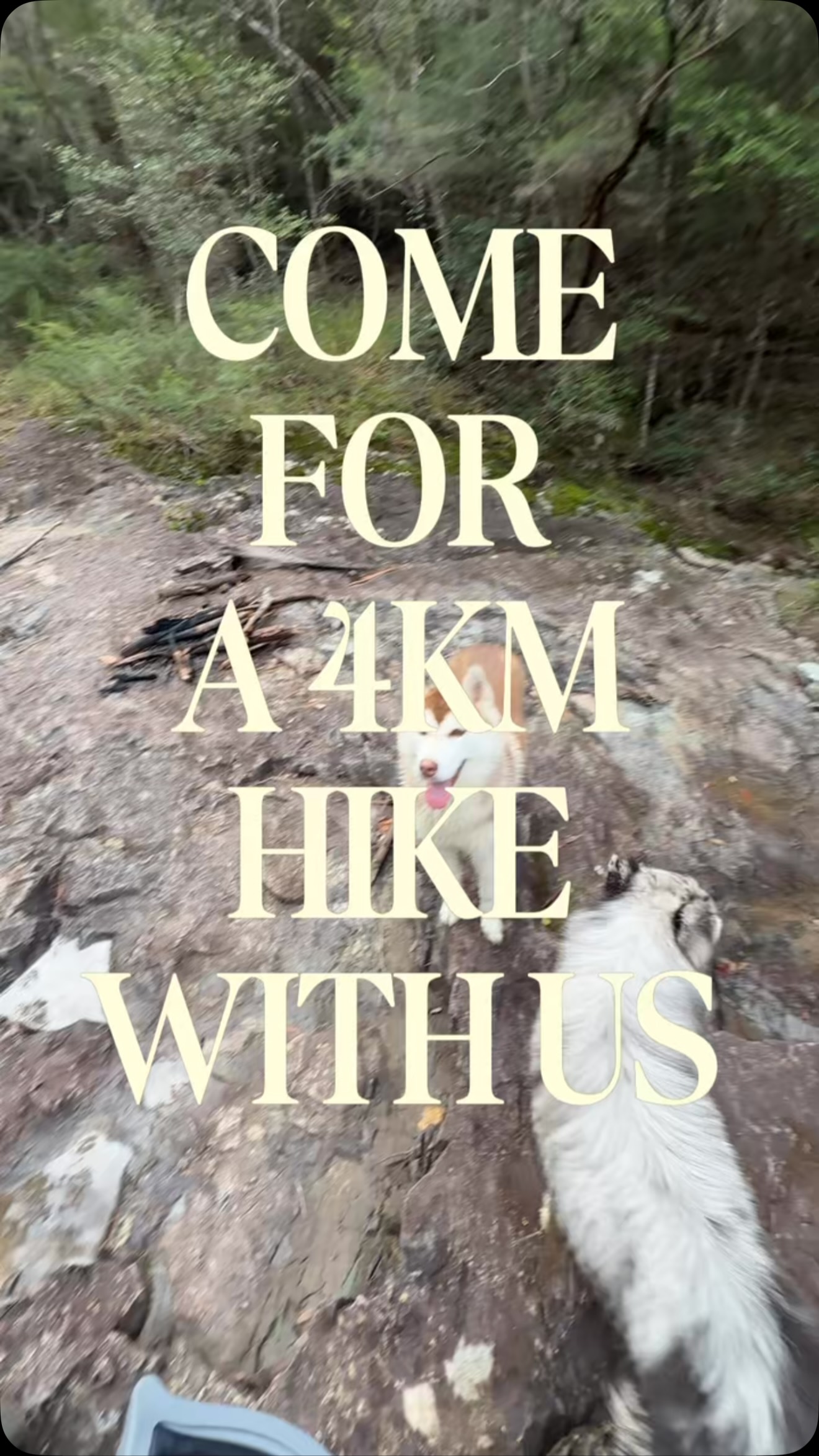 Come on a hike with us 🫶🏼 When you have 4 dogs you gotta exercise, may as well take them on a 4km hike and have a yap with your bestie right?
Comment below if you want me to video my “hiking with dogs” essential 💫