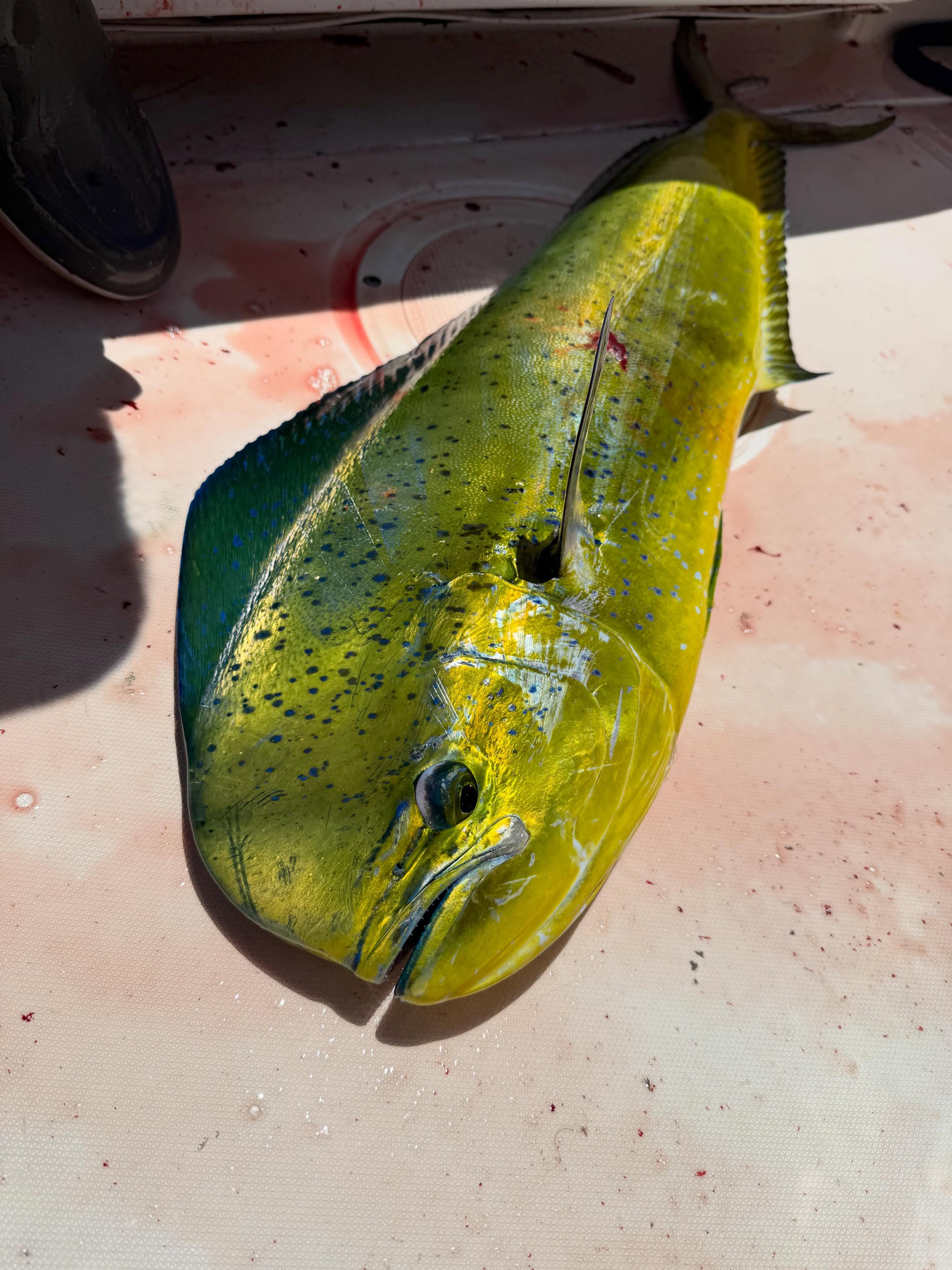 Pretty insane local fishing at the moment.
Yellowfin, Dorado, Bluefin, and Yellowtail are all in play..
Today saw aquarium style yellowfin dorado and yellowtail fishing.
Gonna be one of those years .. “Remember 2026 El Niño?”
If you’re thinking about fishing with us, I’d recommend booking soon..
Awolsd.com to lock it in.
#anyfishanywater