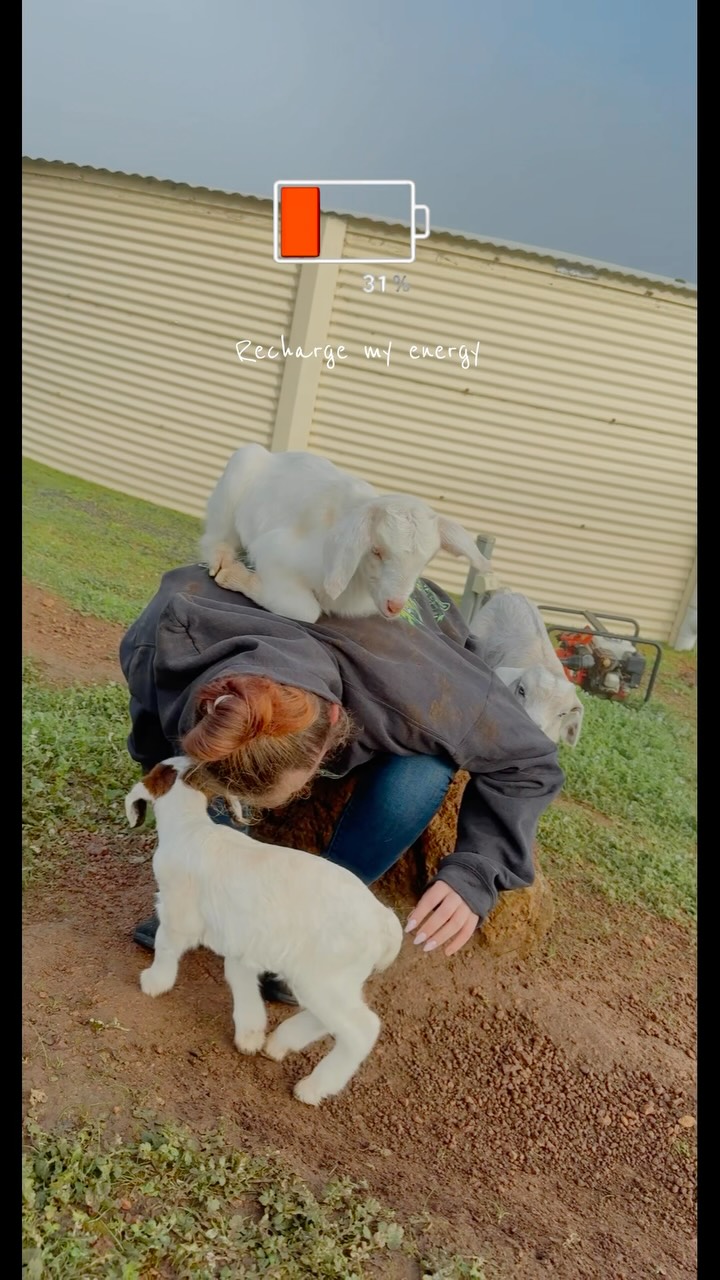 Back massage and hot water bottles all part of the added service at Jarrah Glen 😂 one of our guests were loving having the baby goats all to herself this morning!
#wildinourheart #farmstay #southwestwa #agritourism #goatbaby