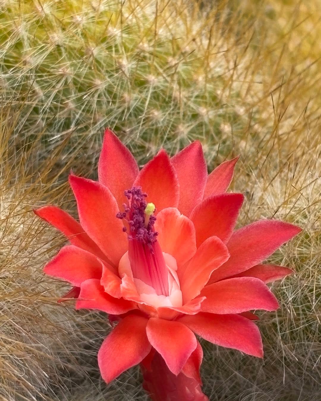 Hildewintera colademononis, better known as the Monkey Tail Cactus. From Bolivia,
specifically around Santa Cruz, SE of La Paz, as epiphytes or lithophytes. In maturity the stems are so covered with white hairs you cannot see the green underneath. Quite a sight to see.