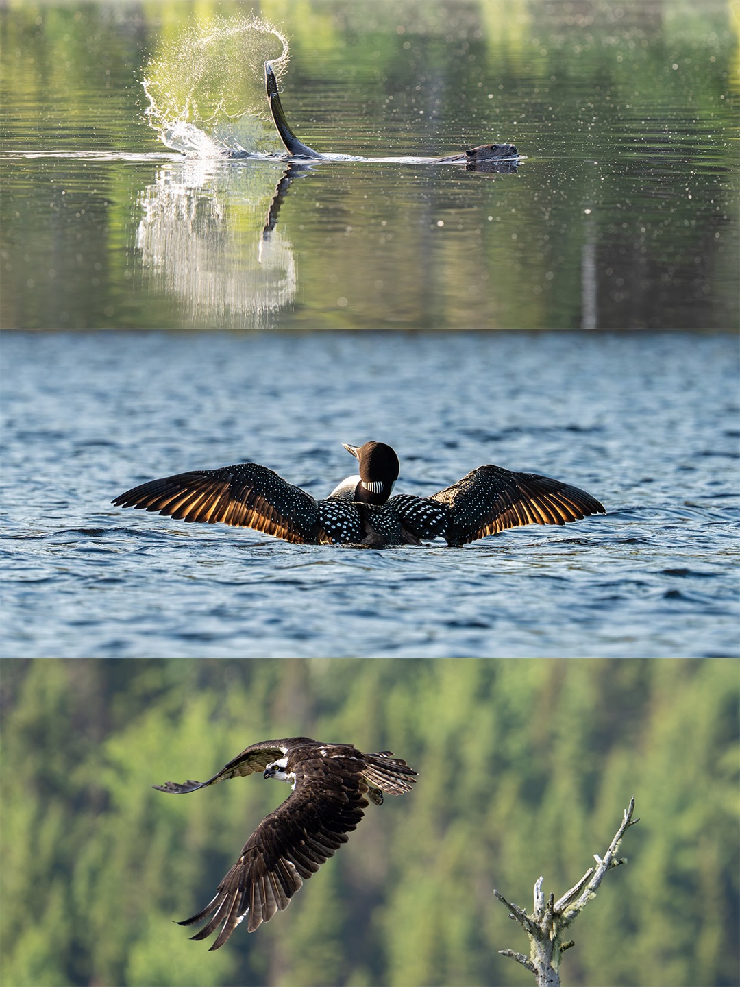 Le meilleur moyen de s’approcher de la faune discrètement est avec notre excursion en canot. Cette approche plus douce et silencieuse permet de réduire le dérangement au maximum.
L’été bat son plein : les castors grignotent de petits arbustes sur la berge, le plongeon huard fait entendre son chant tôt le matin et le balbuzard pêcheur fait des aller-retour vers son nid.
La température estivale permet de profiter de l’activité à 100% avec une baignade bienvenue en bonus 💚