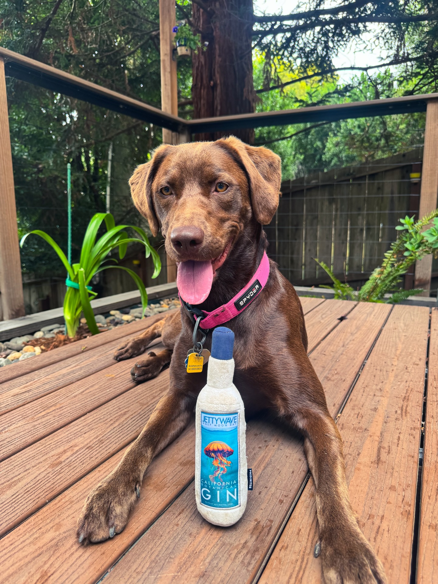No, get my good side!! 🐾 We’ve got the perfect bottle for you to take home to your pups after visiting Jettywave. You’ve seen the cute bourbon dog toy bottles, now the gin is here! Don’t let your dogs get FOMO when you come to Jettywave, bring them with and get them a drink 🍸
#dogfriendly #halfmoonbaydogs #dogfriendlyrestaurant