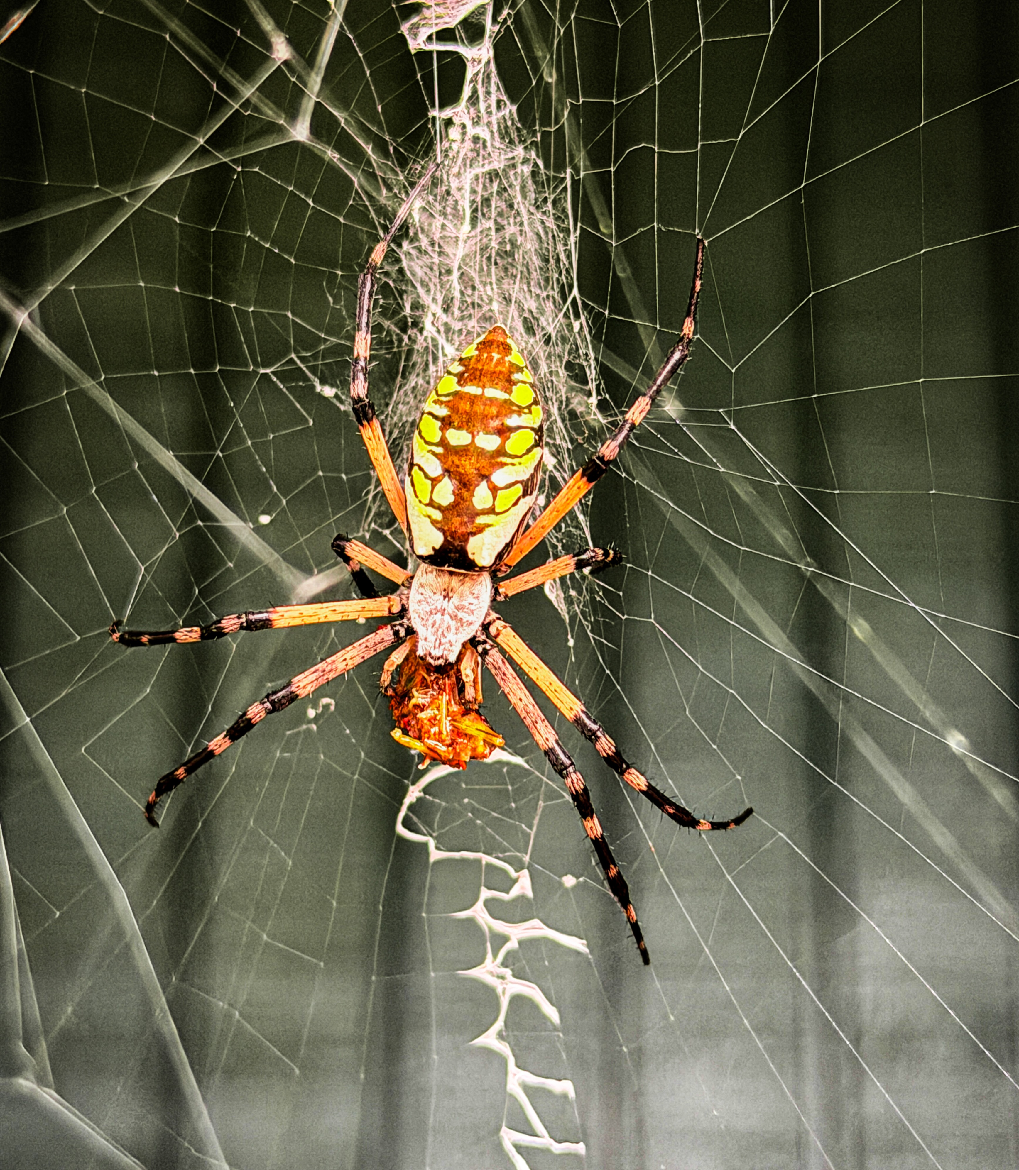 Meet Lucy, yāall š·ļø
New to the Hill Country? At some point youāre going to walk face first into a web the size of a trampoline and briefly consider moving.
Donāt. Thatās just an orb weaver, and sheās the hardest working girl in the neighborhood.
This is Lucy. She runs my porch, and she pays rent in mosquitoes. Best pest control in Dripping Springs, never once sent me an invoice.
Orb weavers are harmless to people and amazing for the environment. If one sets up shop somewhere inconvenient, just gently relocate her to a spot where youād like fewer bugs and let nature do its thing.
Hill Country living means sharing the porch. Lucy was here first anyway šøļø
#HillCountryLiving #DrippingSprings #OrbWeaver #TexasHillCountry #PorchLife HillCountryLight