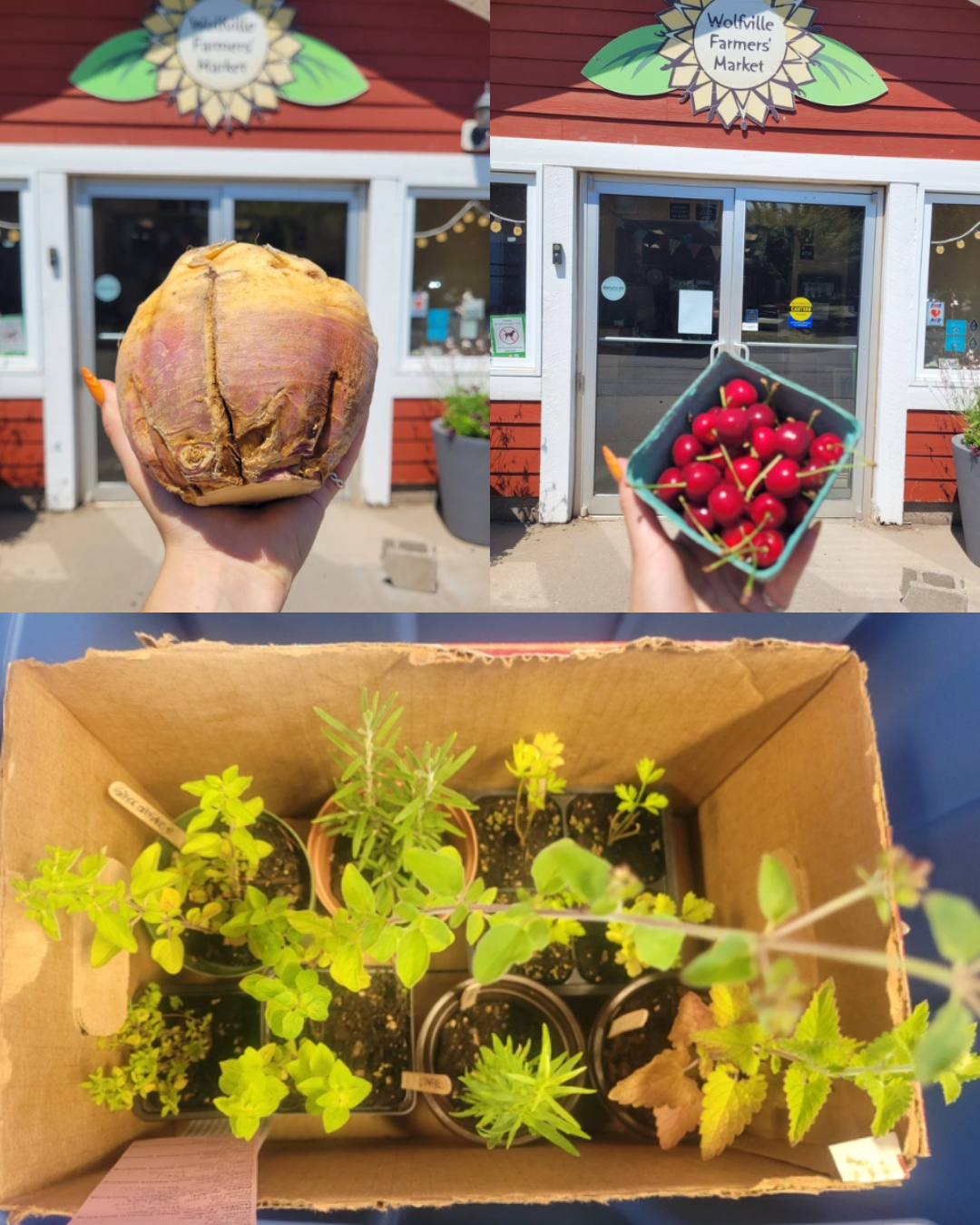 Ordering closes tonight at 7 pm!! Be sure to confirm your carts and use code NSLOYAL10 for 10% off all orders!!🌻🌱✨️🫶
#wolfvillefarmersmarket #wolfville #annapolisvalley #novascotia #farmersmarket #wfm2go #shoplocal #eatlocal #buylocal #supportlocal #freshproduce #community #letsdothis