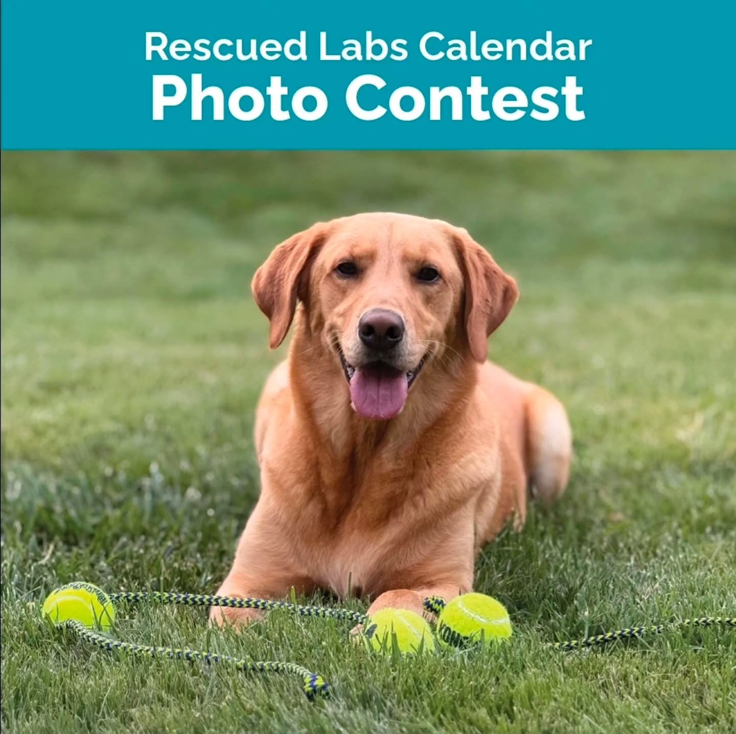 EIGHT DAYS LEFT to submit calendar pictures! 2027 Rescued Labs Calendar Photo Contest July 1-31. The Rescued Labs Calendar Photo Contest is happening this month! Submit the best photo of your pup now! Thirteen contest winners will be chosen and will represent the twelve months of the year plus the coveted calendar cover. Winners will be announced late August. The photo must be high-quality, horizontal orientation, and feature an adopted or fostered dog or dogs from Lab Rescue. It can also include other
furry friends, but no humans please. Link: https://www.lab-rescue.org/calendar