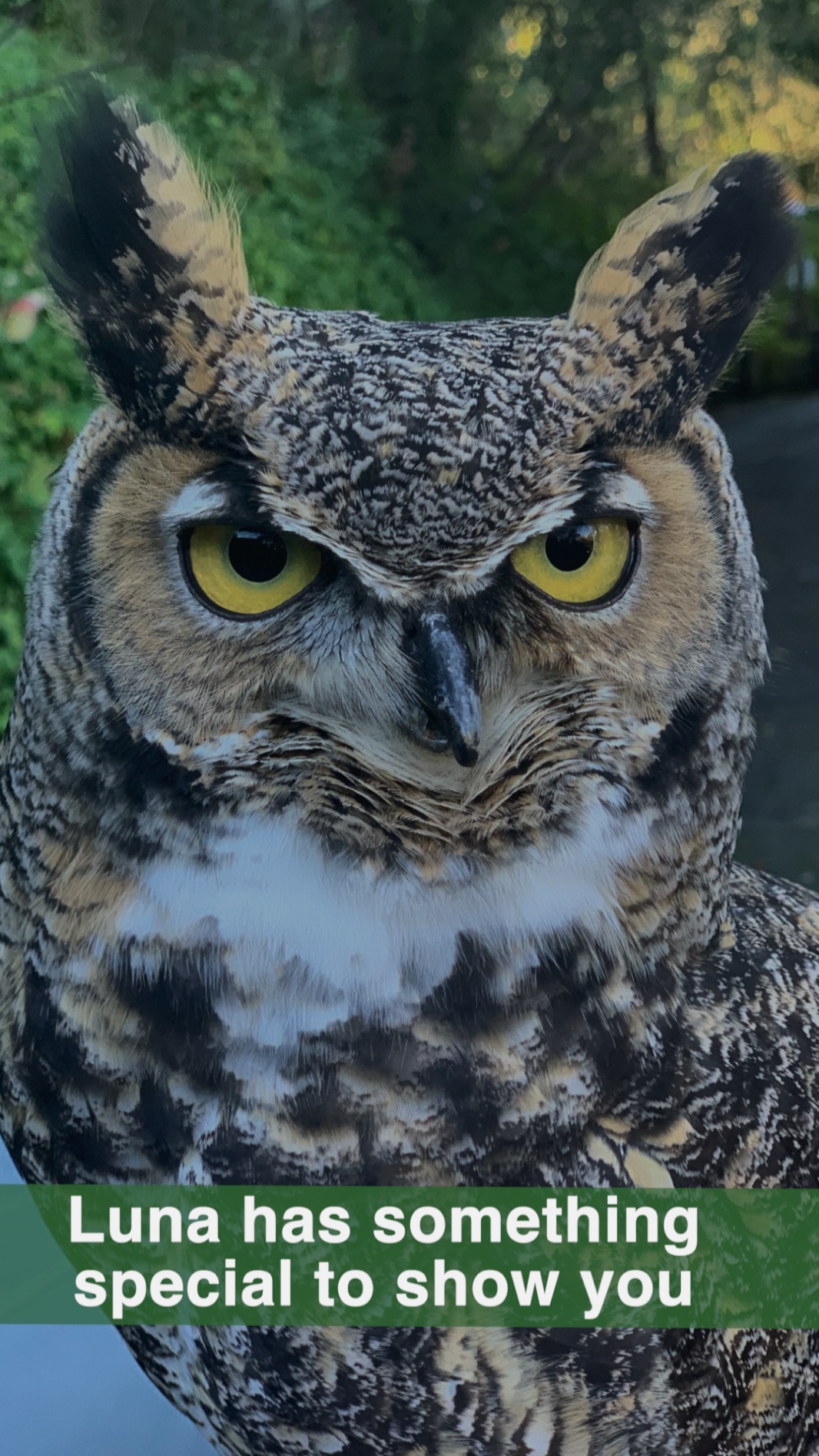 ✨We are so excited to share this special sneak peek of WERC's new center and of our animal ambassadors as they try out their new homes for the first time! There's still work to be done before we make the move, but our enclosures are finished and we couldn’t wait to show you! 🦉
🌲We finally have a home where we can continue to rehabilitate orphaned and injured wildlife AND where our human community can visit to learn about peaceful coexistence with our wild neighbors. This was the dream when Sue Howell and John Quick, DVM, first founded the Wildlife Education and Rehabilitation Center 35 years ago and it’s now our reality! 🌟
🤝 It takes the support and dedication of so many to bring big dreams to life. We want to acknowledge and thank the teams of people that spearheaded the construction of our new enclosures and remodeling needs of the new center. Santa Clara County Parks leased us a beautiful, peaceful property in the foothills of Gilroy. Weston Miles Architects brought their incredible knowledge, craft, and guidance to the design of the enclosures and center. The team at Carlson Construction brought their talent and skill to build the enclosures from the ground up. Ed and Keira Ehrenfeldt designed and constructed the enclosure interiors based on the needs and enrichment of each ambassador. And our dedicated volunteers donated their time, skills, and energy every time we put the call out. Thank you a million times over! 🙏
👀 We will be posting a sneak peek of all of our ambassador enclosures in the coming weeks, all with specific people to thank for helping WERC finally build its dream home. Most importantly, we can’t wait to share it with you, our community! 🌈