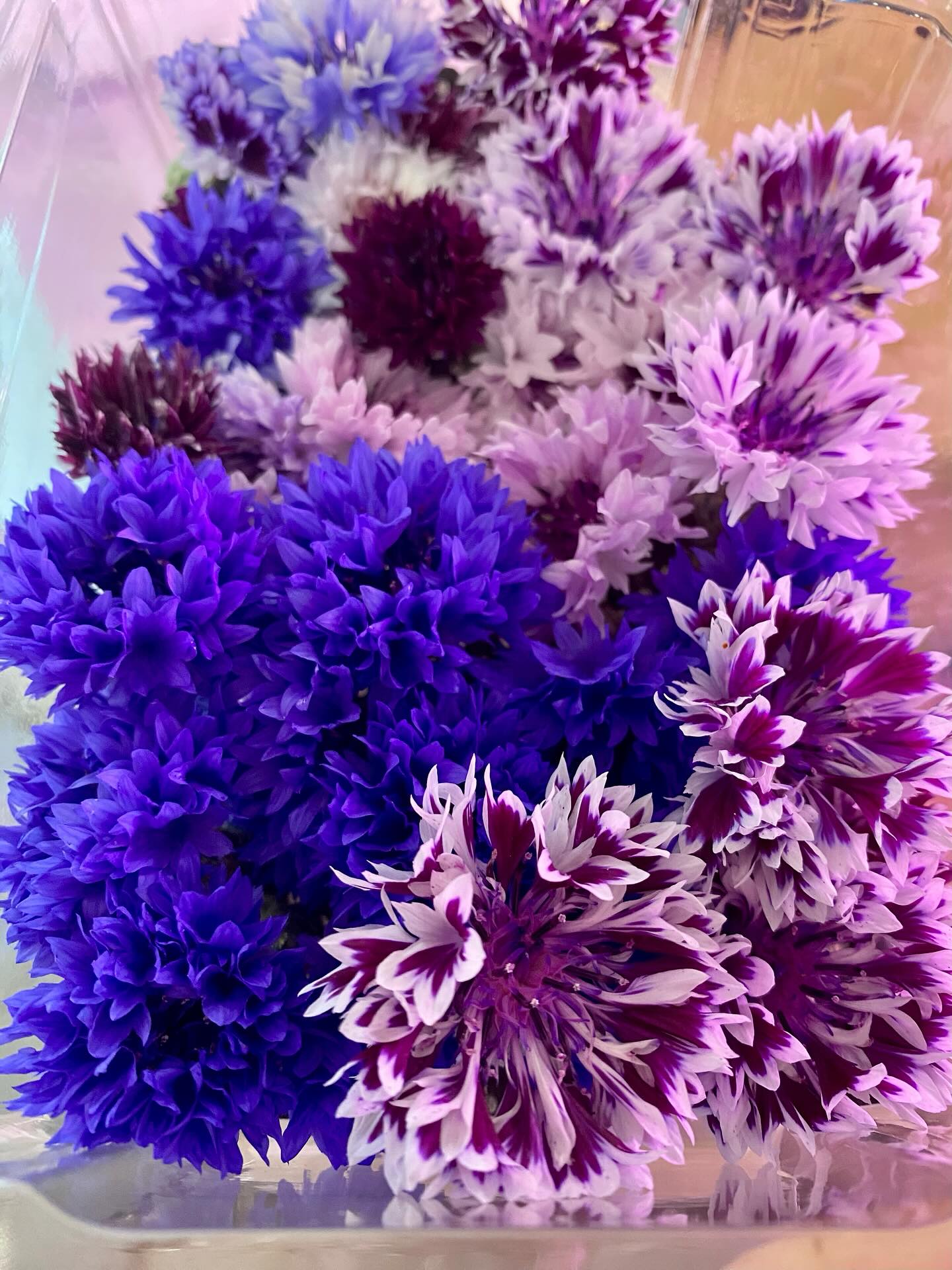 Edible flowers available for chefs
Pansies~cornflower~marigold~calendula
