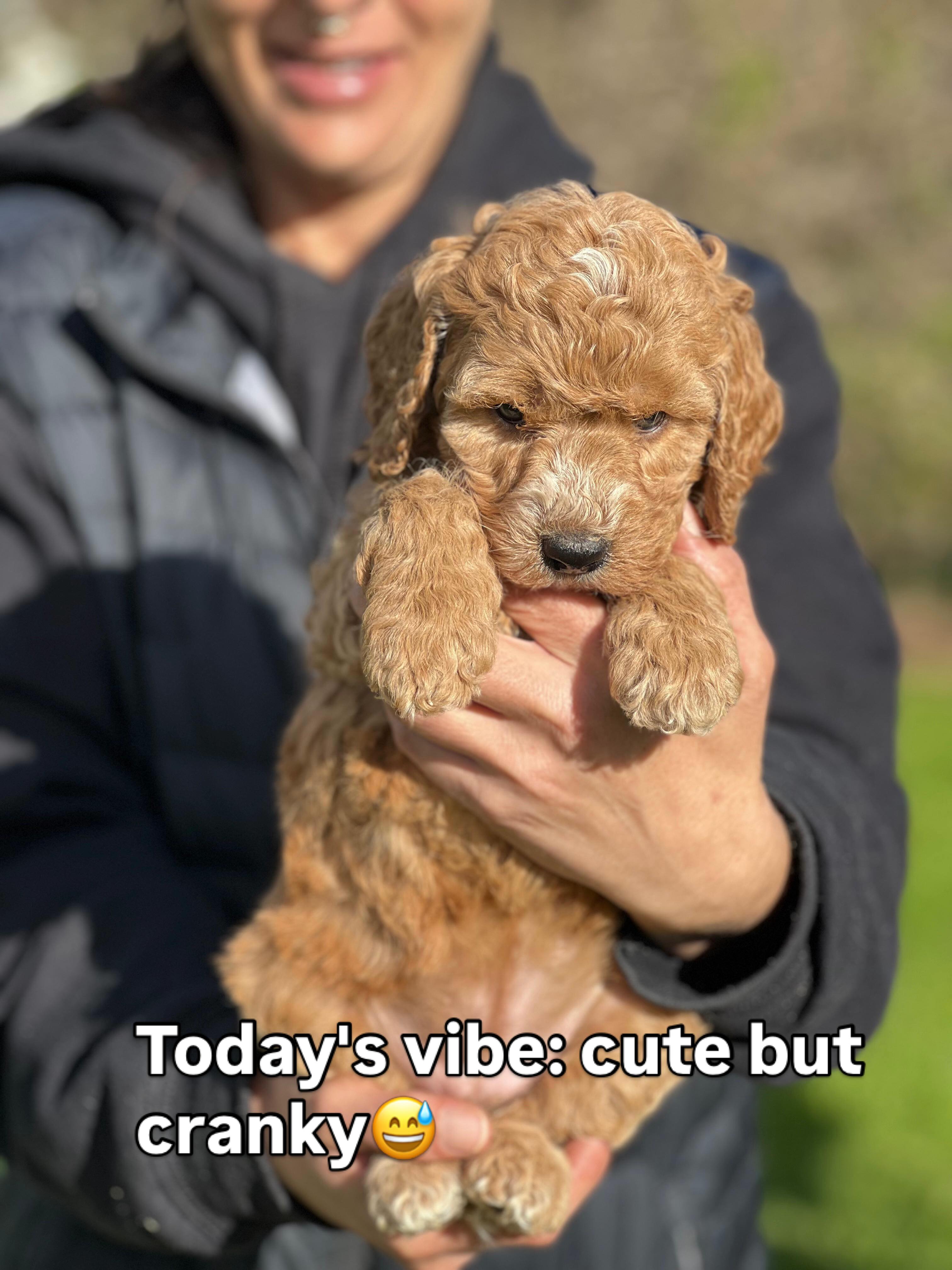 Say hello to this bubbly F2 Labradoodle princess, born 5 June 2026 and ready 14 August 2026 ✨🐾.
From Taylor Swift × RedDog, she’s got the curls, the charm, and the cutest personality, a little superstar waiting to make her forever family fall in love.
Microchip: 956000019465498 • Source: BR100575
#puppiesdownunder #labradoodlelife #dogsofaustralia #cutepuppyclub #BR100575