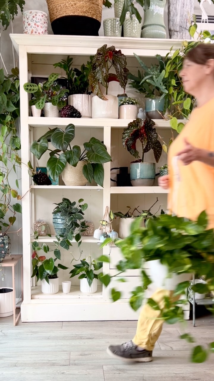 I don’t think anyone is a fan of bald on top and long on the sides when it comes to your plants 😉 Try this trick with any of your trailing plants 🪴
#plantpeople #plantshop #floristtips #perthontario