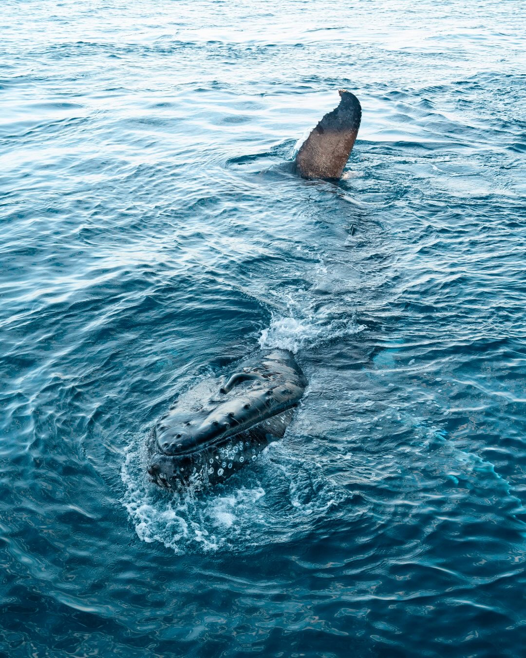Happy World Whale & Dolphin Day! ✨
Today we celebrate the incredible whales and dolphins that call Ningaloo home. 💙
From the gentle giants that migrate along our coastline to the playful dolphins that love to surprise us at sea, every encounter is a reminder of just how special this place is.
These animals inspire us every day, and we’re committed to sharing them responsibly while helping protect the ocean they call home.
#WorldWhaleAndDolphinDay #Ningaloo #HumpbackWhales #Dolphins #OceanEcoAdventures WhaleSharkDiscovery VisitWesternAustralia