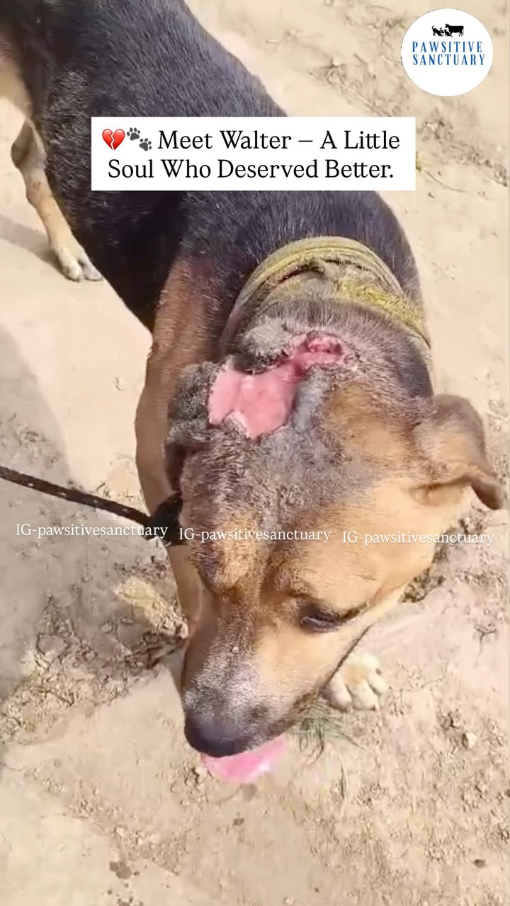 💔🐾 Meet Walter — A Little Soul Who Deserved Better.
Some kind-hearted locals brought Walter to our shelter after finding him wandering on the streets with a severe wound on his head.
Thankfully, it was not a maggot wound, but the injury was in a condition that could have become much worse without timely care. They couldn’t ignore his suffering and brought him to us so he could receive proper treatment.
We have named him Walter❤️
We often wonder what these innocent souls go through when they are abandoned or left to survive on the streets. They don’t understand why they are left behind, they only know pain, fear, and loneliness.
Walter is a mixed-breed dog who is now safe with us and has started his treatment. The beautiful part is that the people who rescued him have decided to adopt him once he recovers. ❤️
Walter’s healing journey will take a few weeks, and he needs your love and support during this time.
🙏 Please come forward and support Walter’s treatment. Every small contribution can help him get back to a healthy and happy life.🐾❤️
💙 PayPal: @pawsitivesanctuary
💙 American and Global Donors: pawsitivesanctuary.networkforgood.com
💙 Canadian Donors: pawsitivesanctuary.com/donate
💙 E-transfer: infopawsitivesanctuary@gmail.com
#adoptdontshop #rescuedogsofinstagram #stopanimalcruelty #dogsofinstagram #dogrescue