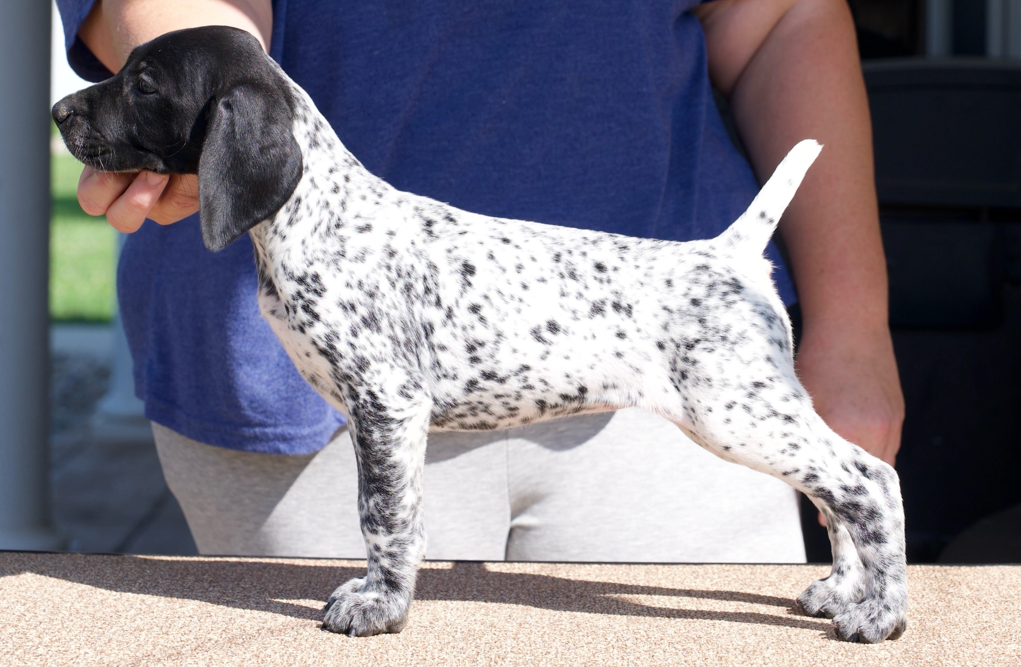 Meet Bouzey
from our Lir x Heida litter! 🖤#gsp #gspsofinstagram #gspoftheday #legacyk #birddog