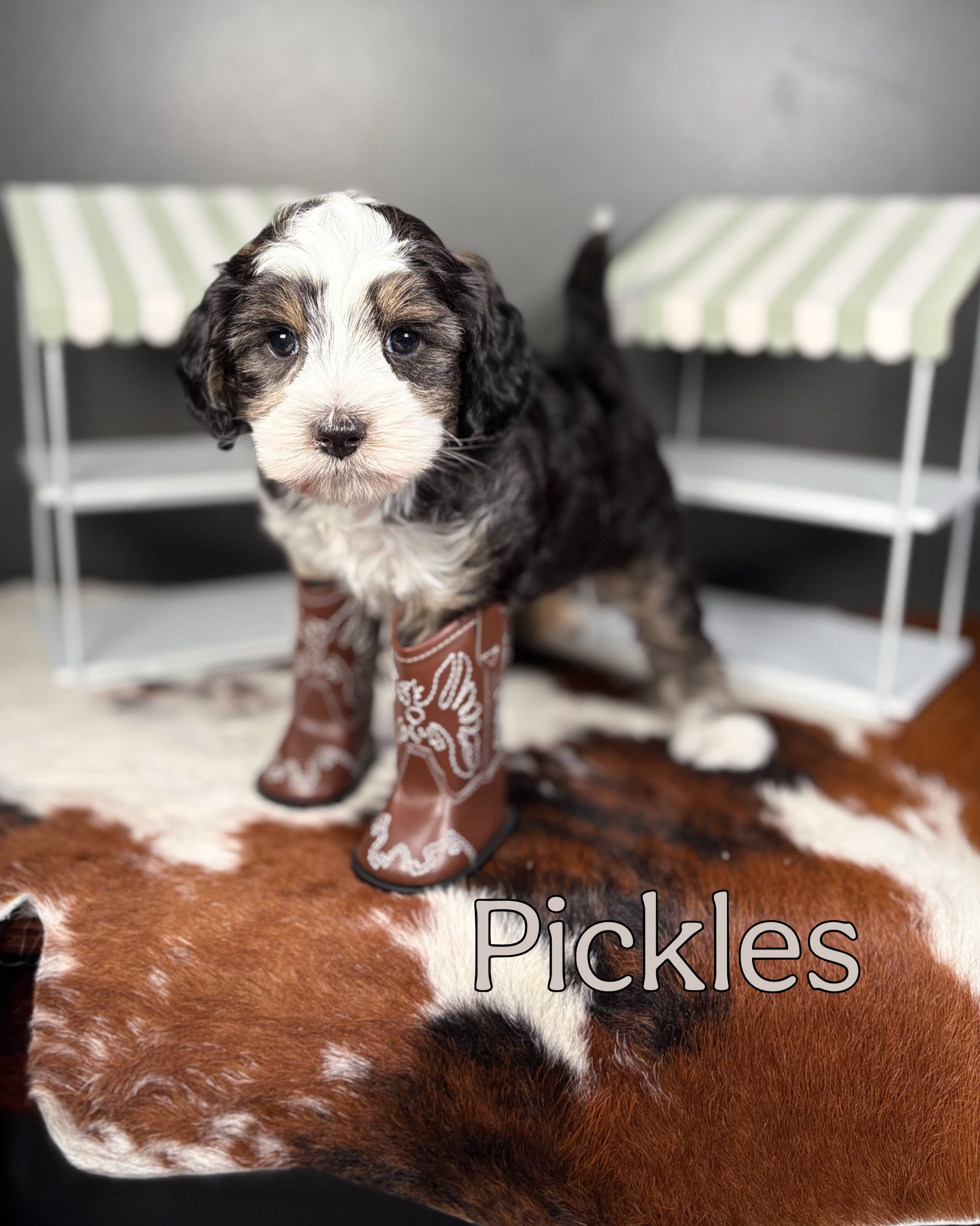 Marley’s little Farmers Market cuties are 6 weeks old and decided it was time to try on a pair of boots! 🤠🌾 I mean… do you see this? How can something be this cute and still be available?! 🥹
Our sweet Peaches 🍑 is still searching for her perfect family. She’s full of love, personality, and those irresistible puppy snuggles. We know her forever home is out there—we just haven’t met them yet. ❤️
If you’ve been thinking about adding a little Southern sunshine to your family, Peaches is ready to steal your heart. Send us a message for all the details! 🐾