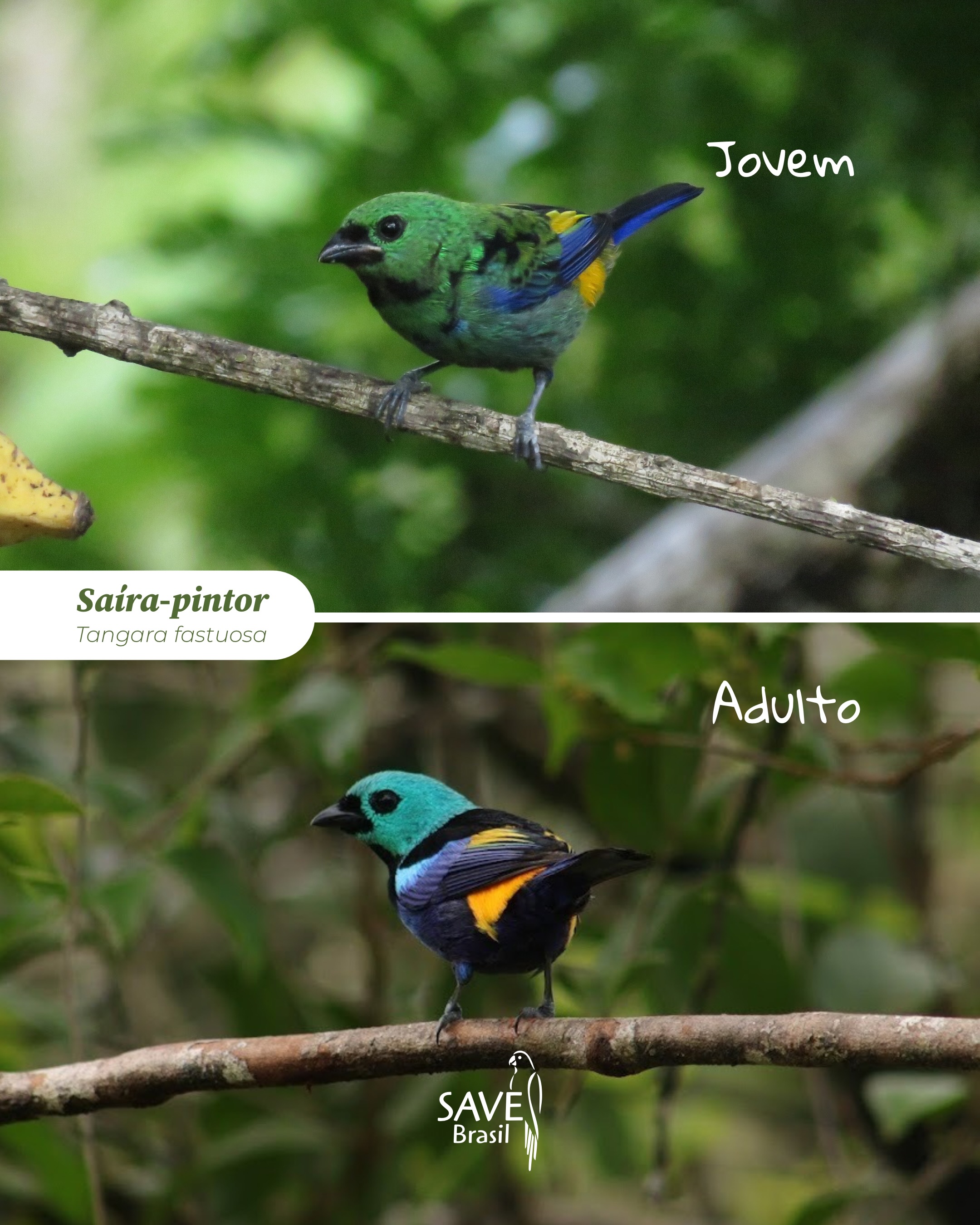 Você saberia identificar aves jovens e adultas da mesma espécie ?
🐣 Nem sempre é fácil reconhecer uma ave quando ela ainda é filhote.
Ao longo da vida, muitas espécies passam por mudanças na plumagem, nas cores e até no comportamento. Essas transformações fazem parte do seu desenvolvimento e, em muitos casos, ajudam na camuflagem e na proteção contra predadores.
As imagens desta publicação registram diferentes fases da vida de aves que podem ser encontradas na RPPN Pedra D’Antas, reserva natural da SAVE Brasil localizada na Mata Atlântica de Pernambuco. Todos os registros foram feitos na própria reserva, um importante refúgio para a fauna e a flora da região.
Cada filhote que cresce na reserva representa o resultado de um ambiente preservado, onde as aves encontram alimento, abrigo e condições para completar seu ciclo de vida.
💚 Proteger a Mata Atlântica é garantir que cenas como essas continuem acontecendo.
📸 Fotografias: Zezito (saíra-pintor jovem), José Allanderlanio (saíra-pintor adulto) e Aline Bezerra (2,3,4 e 5)
-
#SAVEBrasil #MataAtlântica #Conservação #Aves #Fotografia