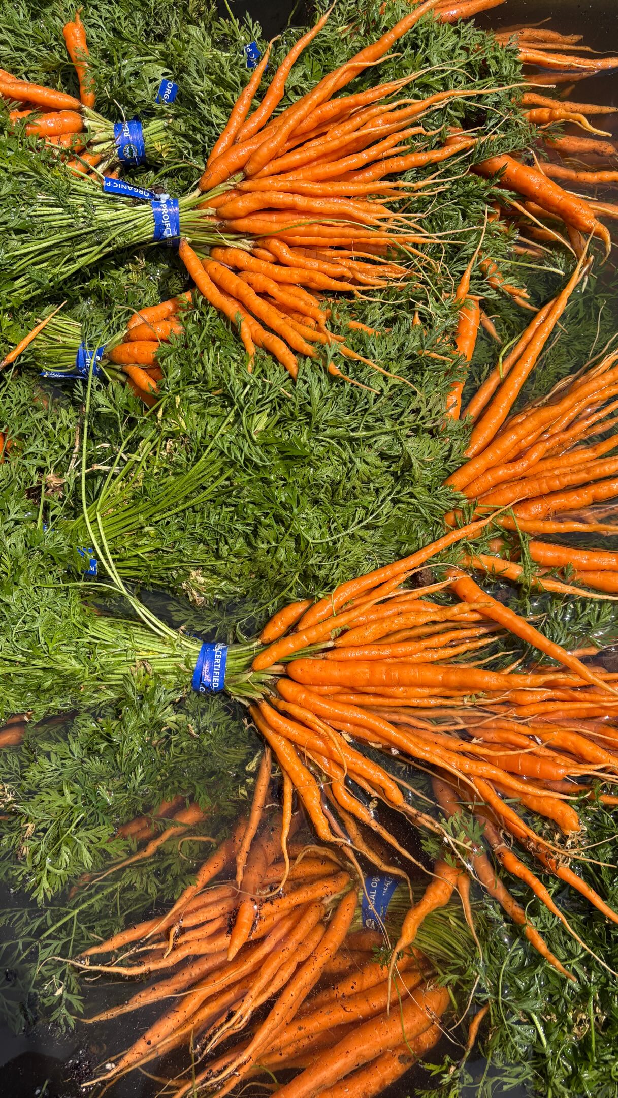 Fresh from the fields and headed to market! 🌱🥕🍅
We’ll have a full harvest this weekend, including a beautiful selection of certified organic vegetables, flowers, and more.
📍 Palatine Farmers Market
Saturday | 7 AM–1 PM
📍 Dole Farmers Market – Crystal Lake
Sunday | 10 AM–2 PM