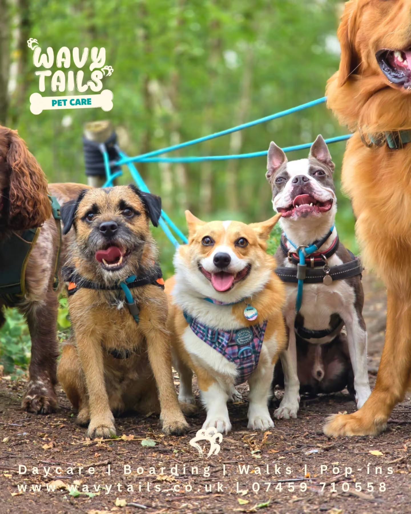 I mean these faces! 😍😍😍
#daycarehuddersfield #DogWalking #DogLife #WavyTails #HappyDogs