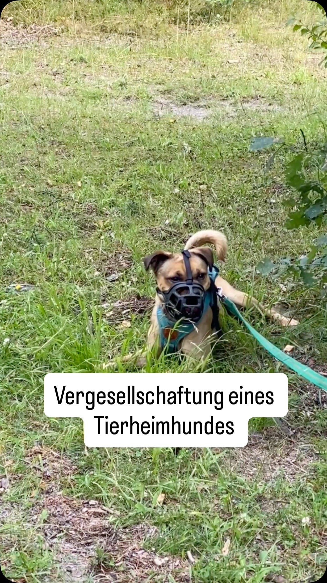 Charlie aus dem Tierheim Nürnberg hat Jannie kennen gelernt. Wie wir vorgegangen sind erfährst du in diesem Video 📹
#hundeleben #hundeglück #tierheimhund