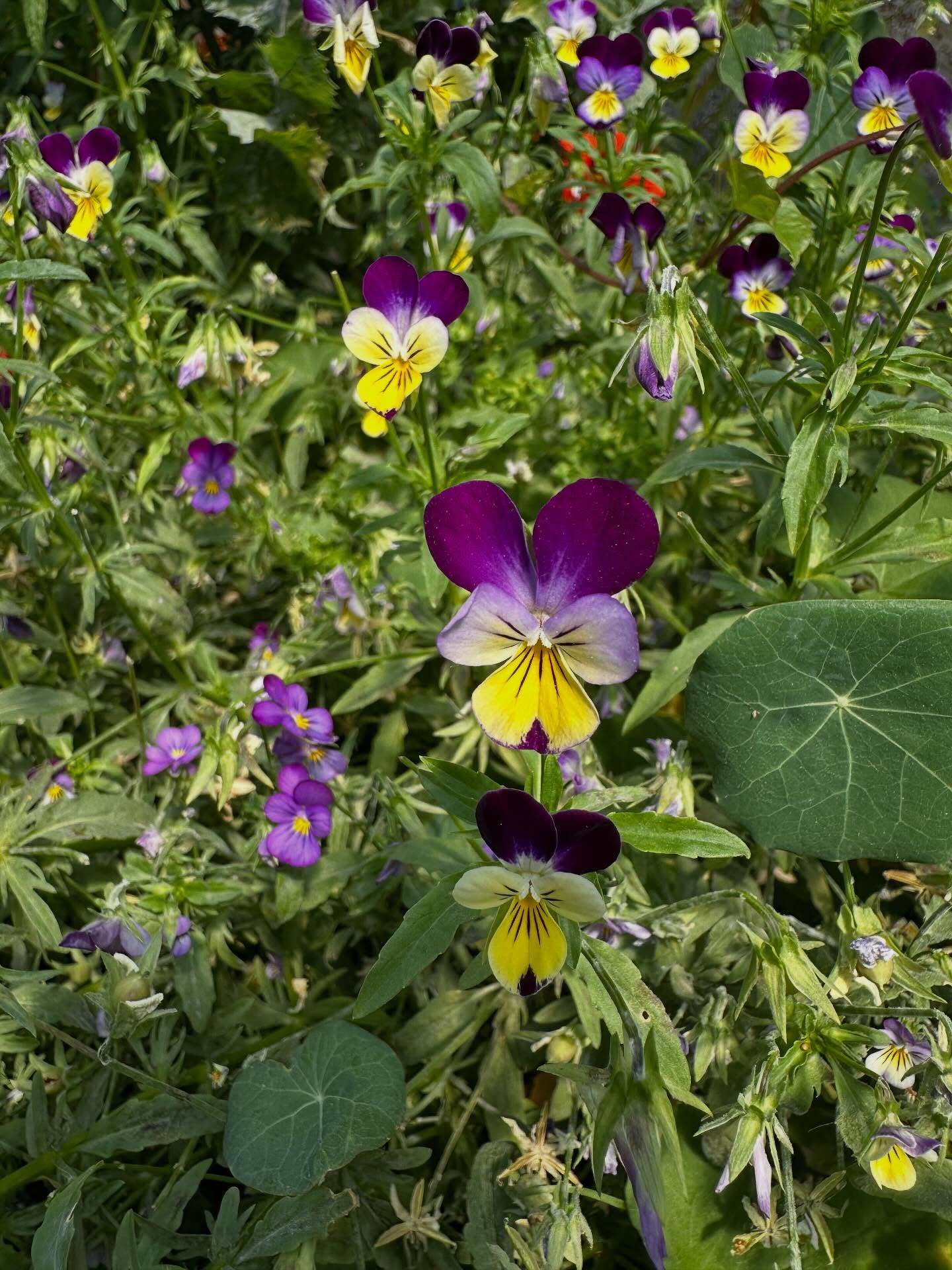 Edible flowers available for chefs
Pansies~marigold~cornflower~calendula