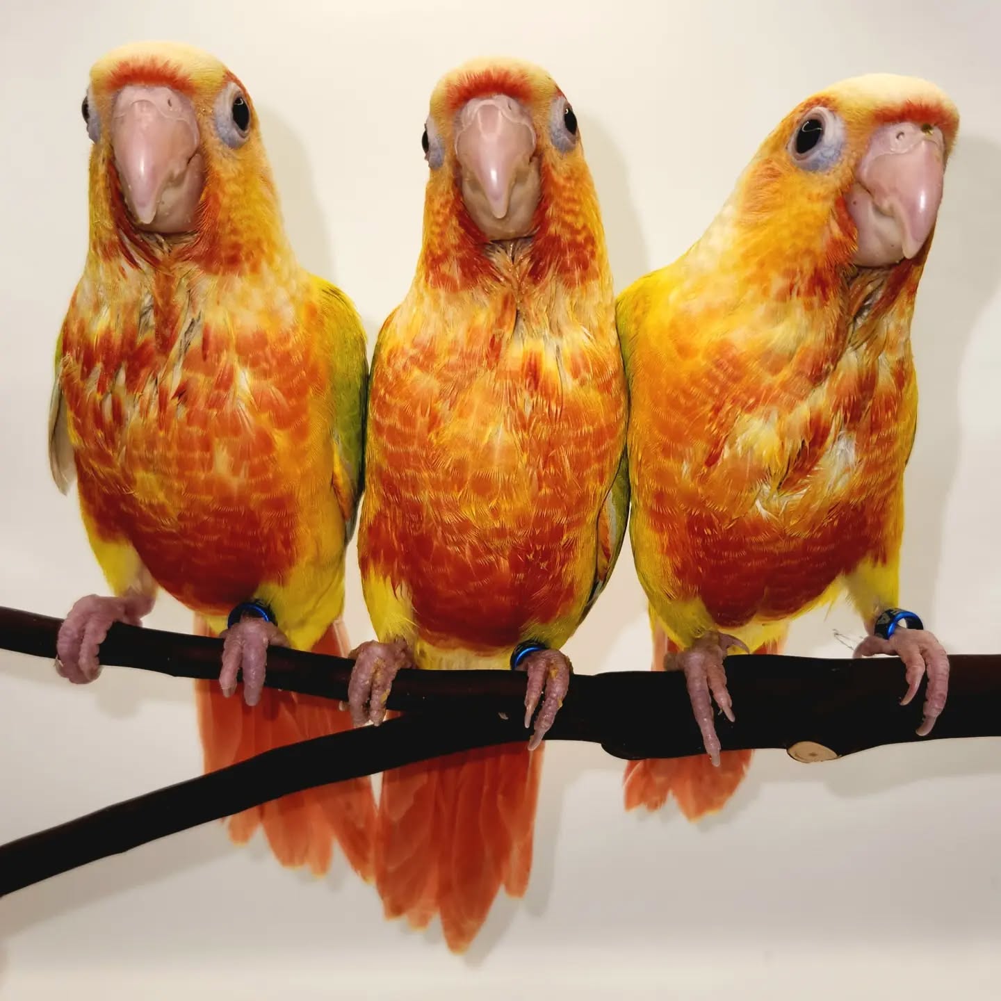 Throwback to these three sisters we bred last year, they're just 👩🍳💋 (chef's kiss)
#greencheekconures #suncheeks #birdbreeder