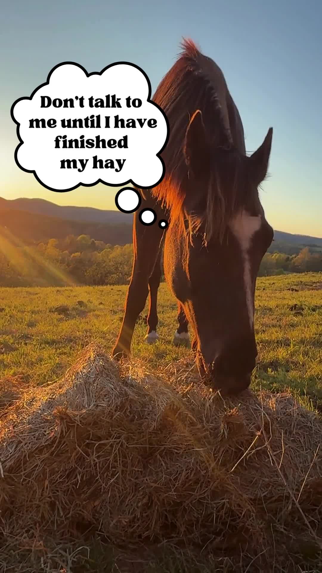 Hay there, please don't interrupt the equine snacking in progress! 🐴🌾😋
ㅤ
#horse #horselover #homestead #farm #horsefarm