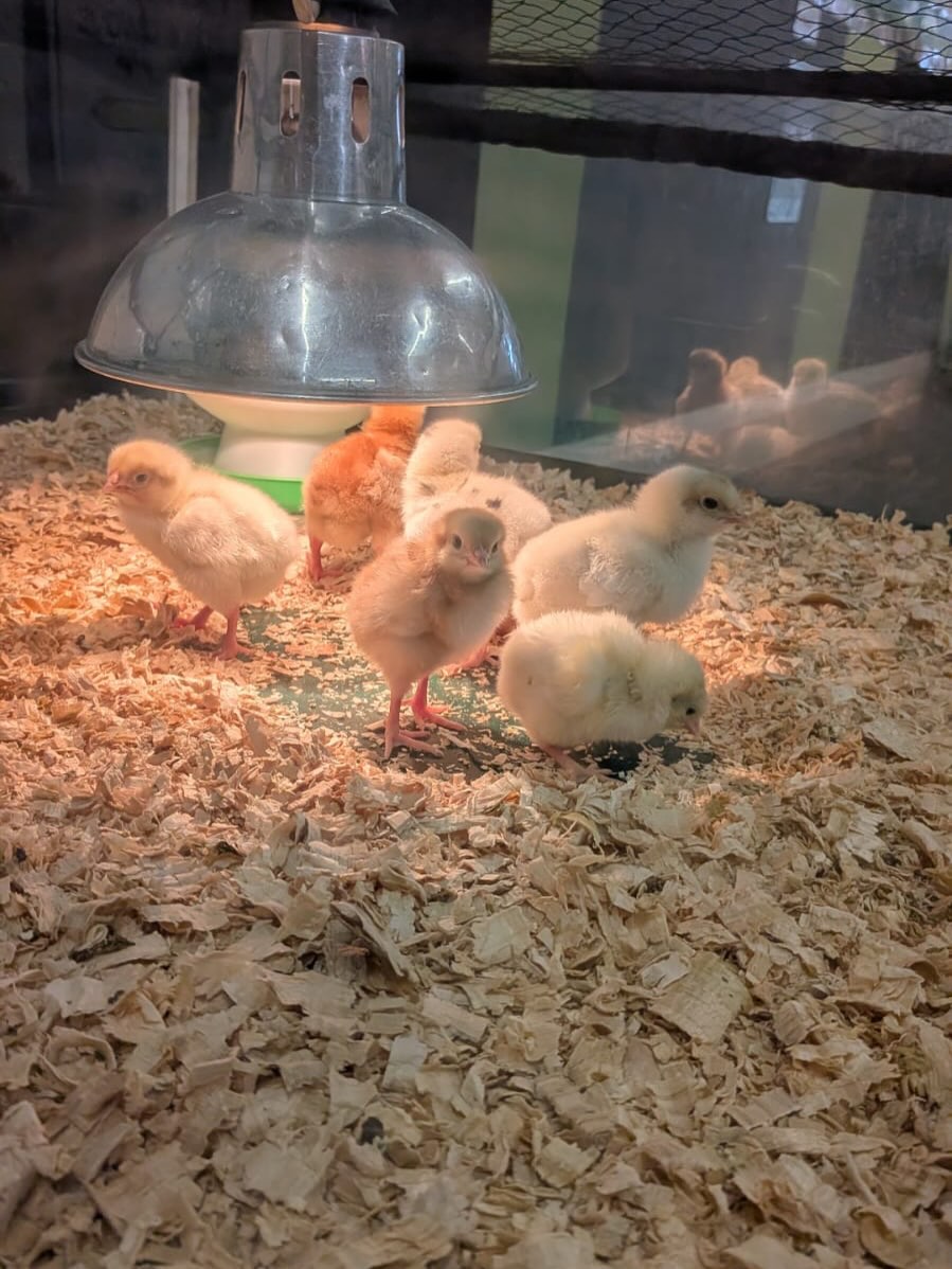 The preps have been doing some im-peck-able learning in Inquiry.
The children have been investigating big questions such as:
What features do animals have?
How do their features help them?
Where do animals live?
What do animals need to survive?
As a part of this learning they have had a great experience of seeing a brooding box in the learning space.
We have looked at their features, kept a diary for changes we see, made labelled diagrams and found out about the life cycle of a chick.
We can’t wait to find out more next week!