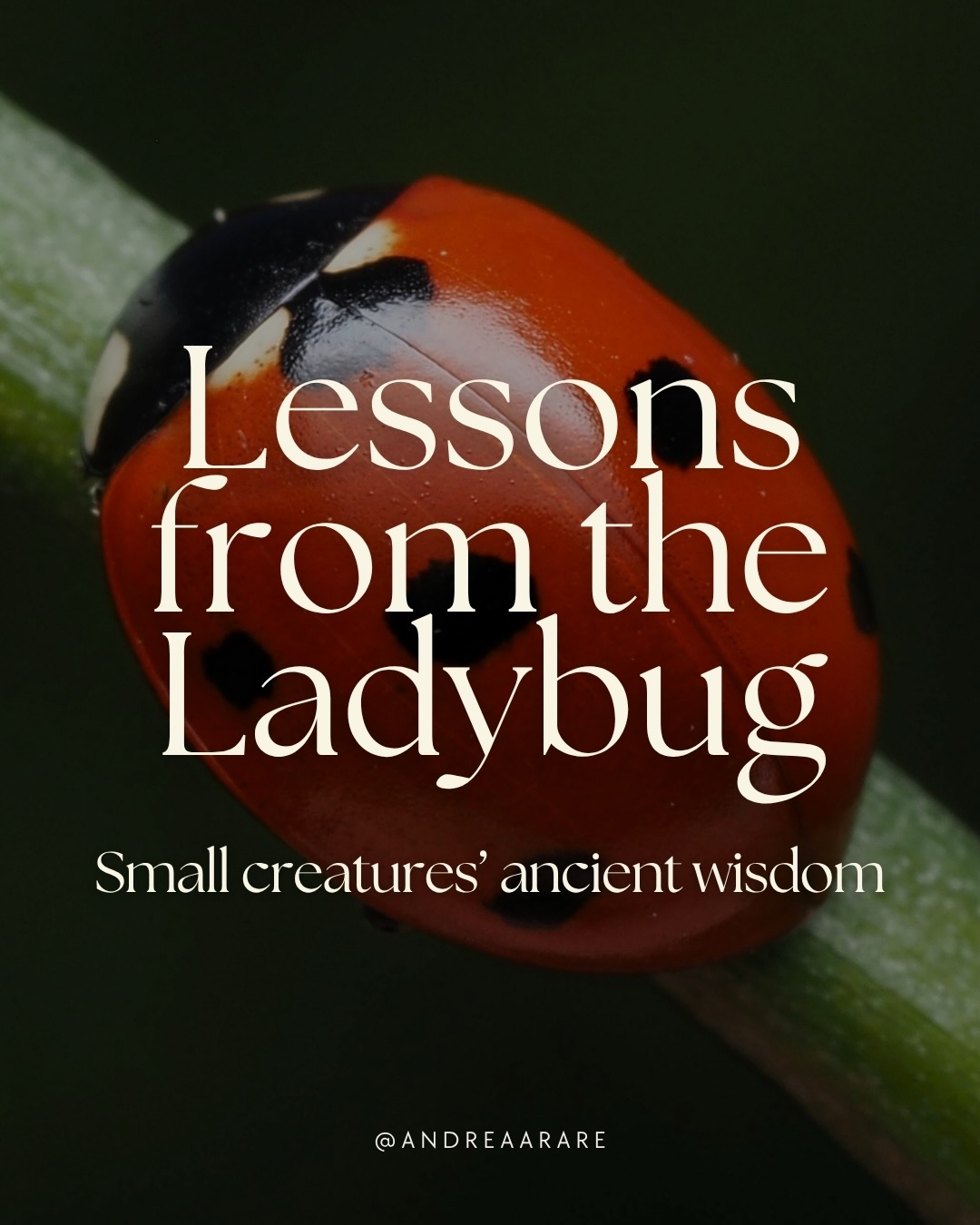 A ladybird may seem small, yet it carries lessons about protection, timing, relationship, and transformation.
Animist traditions remind us that every being has its own way of participating in the living world. Nothing exists in isolation.
When we slow down to observe, nature begins to reveal patterns that also exist within us.
Perhaps wisdom isn’t always found through seeking.
Sometimes it arrives through paying attention.
Swipe ➡️ to learn more about the ladybug 🐞🌿
#ladybug #animism #naturewisdom #mothernature