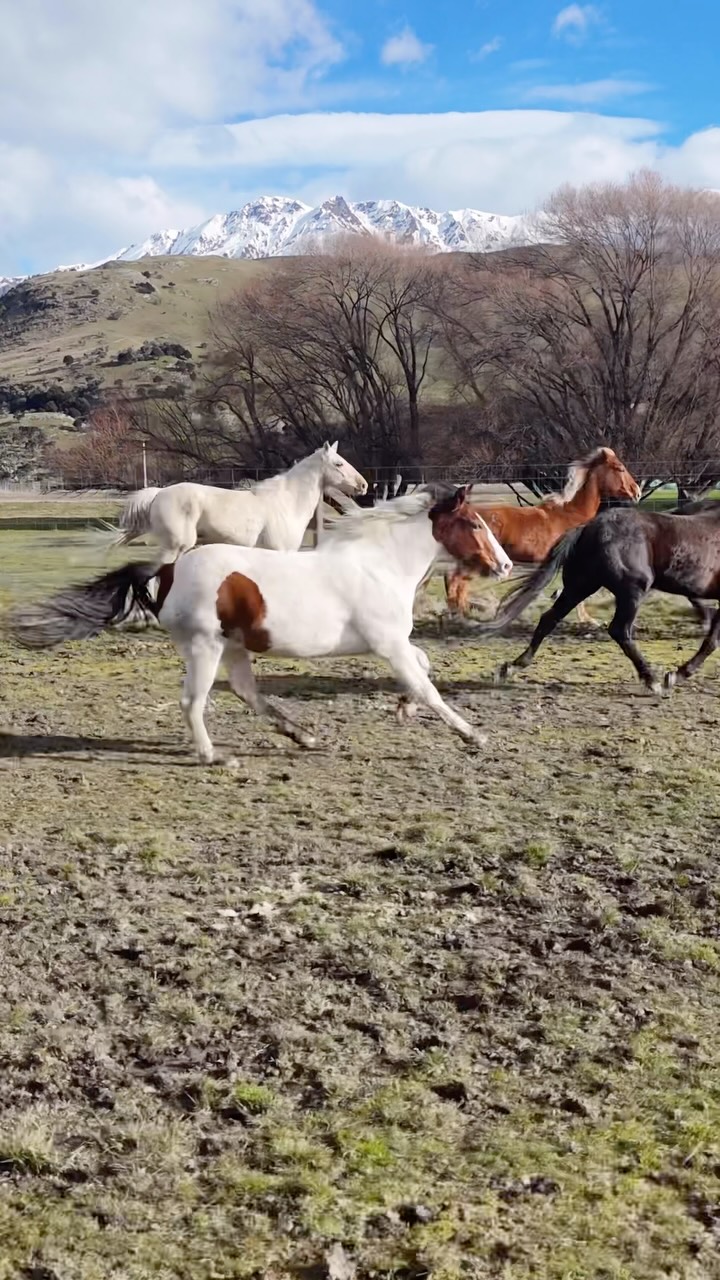 We have a drone but I don’t use it as much as I should. I find it quite hard! And I am also a bit freaked out on crashing it.
A lot of the horses have seen the drone a lot but not all of them. I’d like for them to get to a stage where they don’t care anymore so we can use it on some rides.
Yesterday they were fresh and it was a nice incentive for them to have a play in the field. But then they calmed down and I had to be careful not to crash the drone into them because they didn’t care about it anymore
😂
I would love a drone lesson to be honest because also the film quality is not quite what I want it to be. But hey you gotta try, and hope it makes for some fun clips.
.
.
.
.
.
#horsesofinstagram #horselove #runninghorse #exracehorse #standardbred
