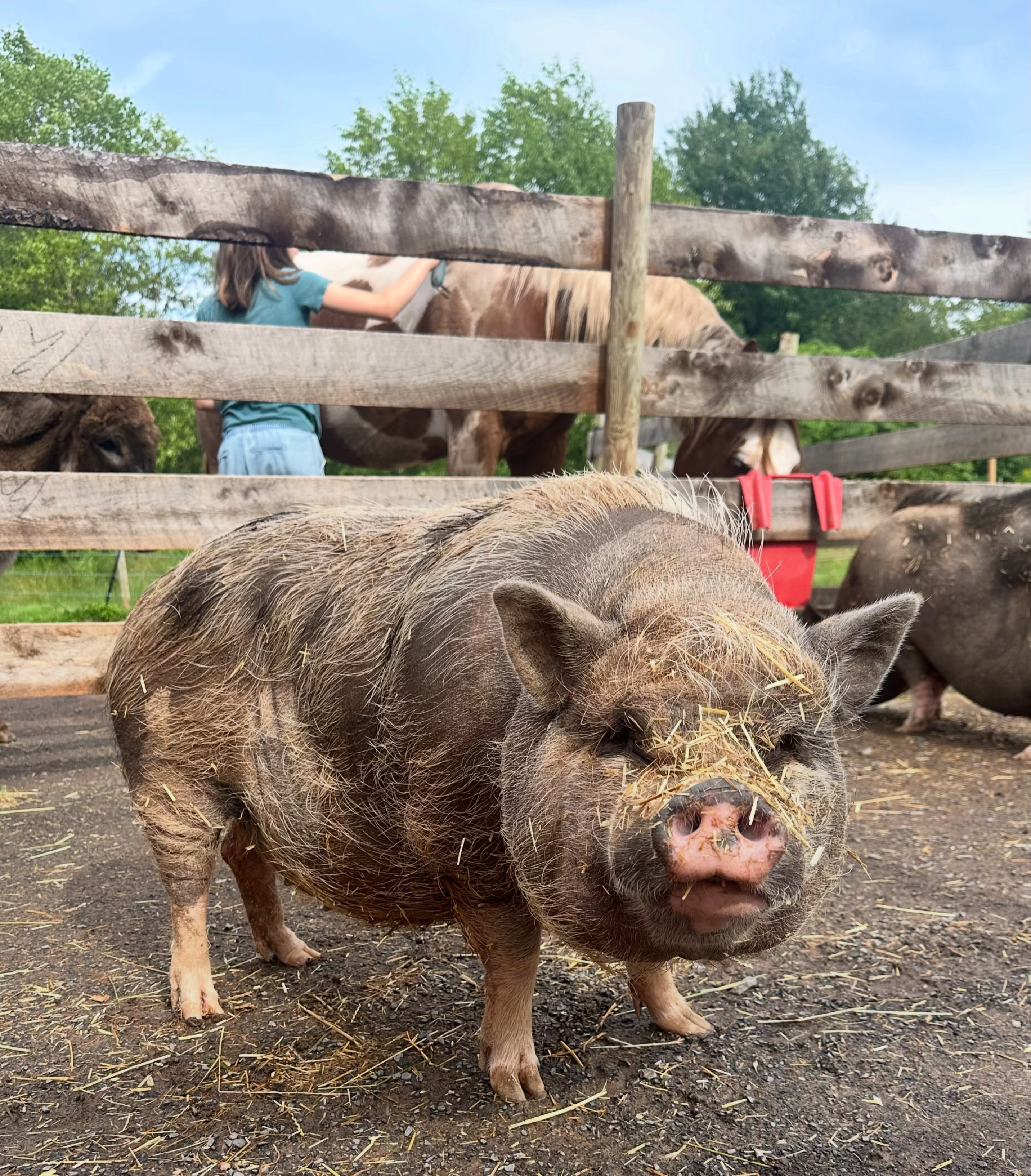 A dry moment in between the rain today. Coco is in her patchy shedding stage and it looks like she didn’t let the rain stop her from her daily mud bath.