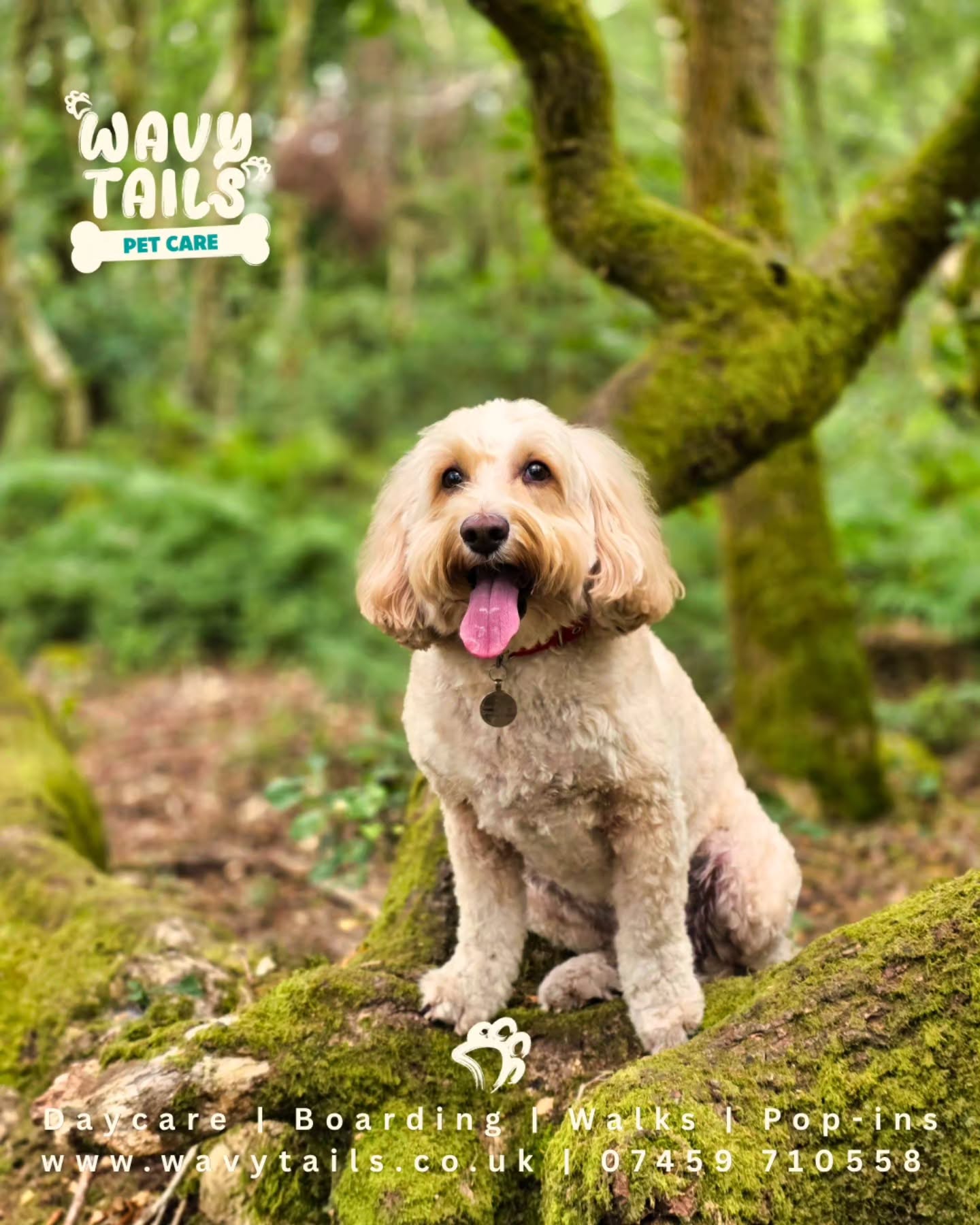"We're, too sexy for our leads" 🎶 you know the song..
Supermodels today these guys! 😍😍
Another fantastic adventure with the Wavy Tails crew! 🐾
#WavyTails #DogWalking #PackWalk #HappyDogs #WoodlandAdventures
