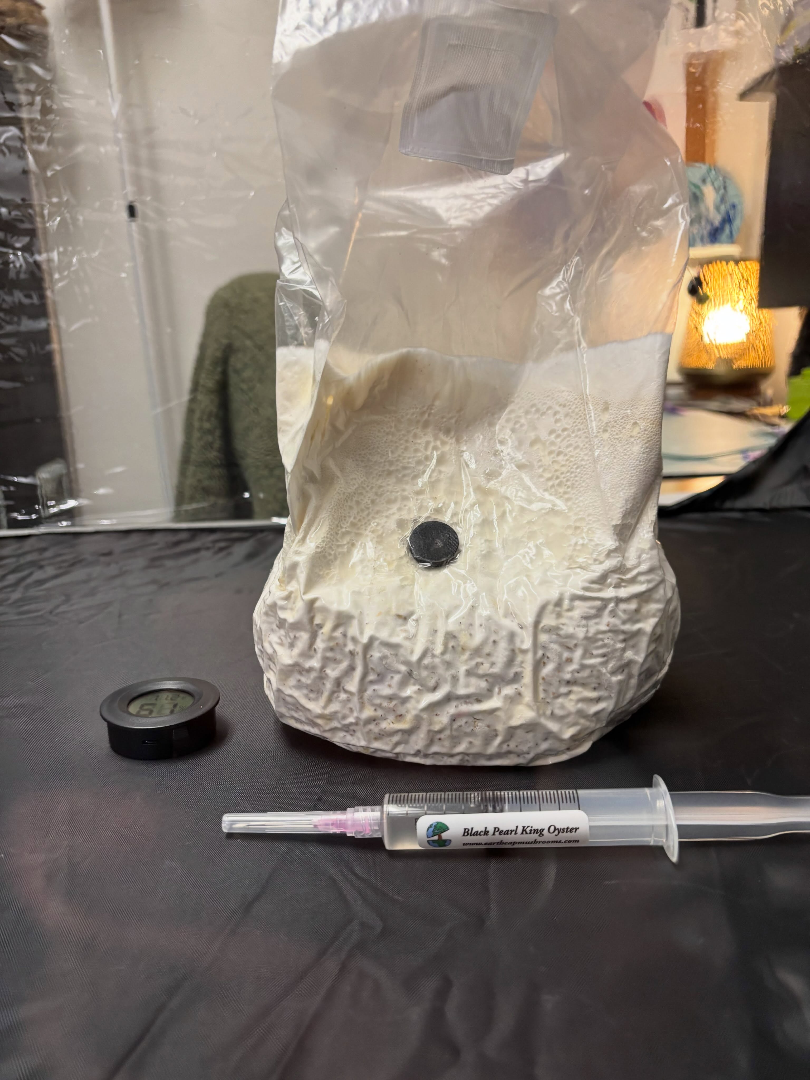 Research update 🍄
Progress with my first mycelium grain spawn experiment.
This has been a much slower process than many of my other biomaterial experiments—and that’s part of what has made it so interesting.
Over the past month, the mycelium has steadily colonized the grain, continuing to transform while I was away for a two-week work trip. Coming back to see how much had changed was a reminder that working with living materials means adapting to biological timescales rather than our own.
One of the things I’m appreciating most is how different this feels from following a recipe. Every stage raises new questions: How does the material respond? What conditions matter? What happens next? Those questions—and the patience they require—are becoming just as valuable as whatever material eventually comes out of the process.
Next step: transferring this into a bulk substrate and seeing how it develops from there.
Each experiment helps me better understand not only the material itself, but also what it might look like to bring these kinds of living material systems into FutureCraft in ways that support curiosity, critical reflection, and imagining alternative futures. And frankly I’ll be sad to not have a live office mate once I move it and dry it… 😬😔❤️