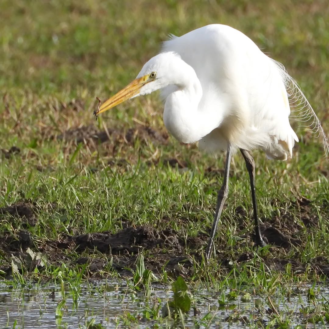 Kotuku, worms for breakfast
#karameakotuku #greategret #whiteheron #kotuku
