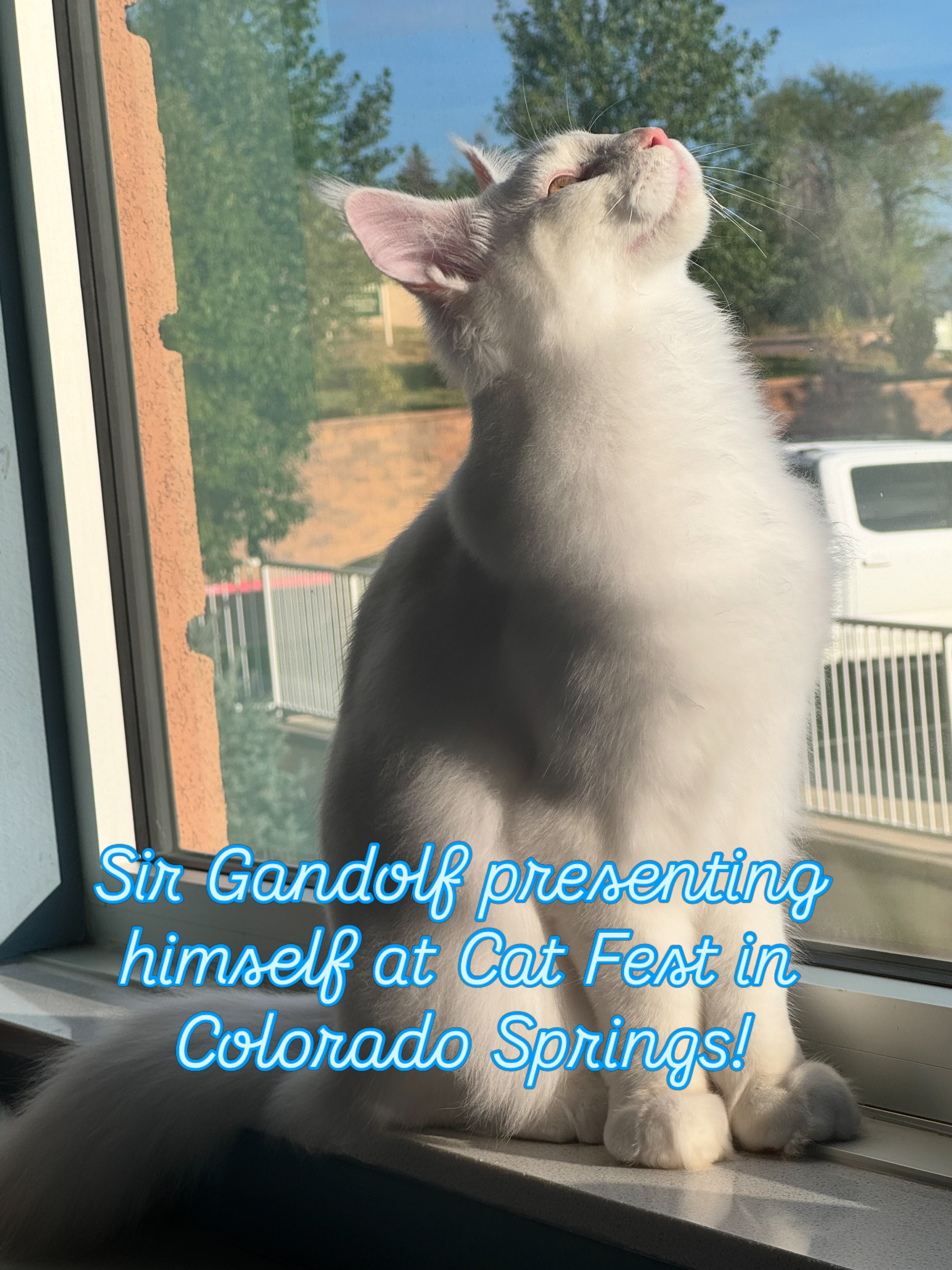 Sir Gandolf heading to Cat Fest in Colorado Springs! He is going to give the judges a great show!