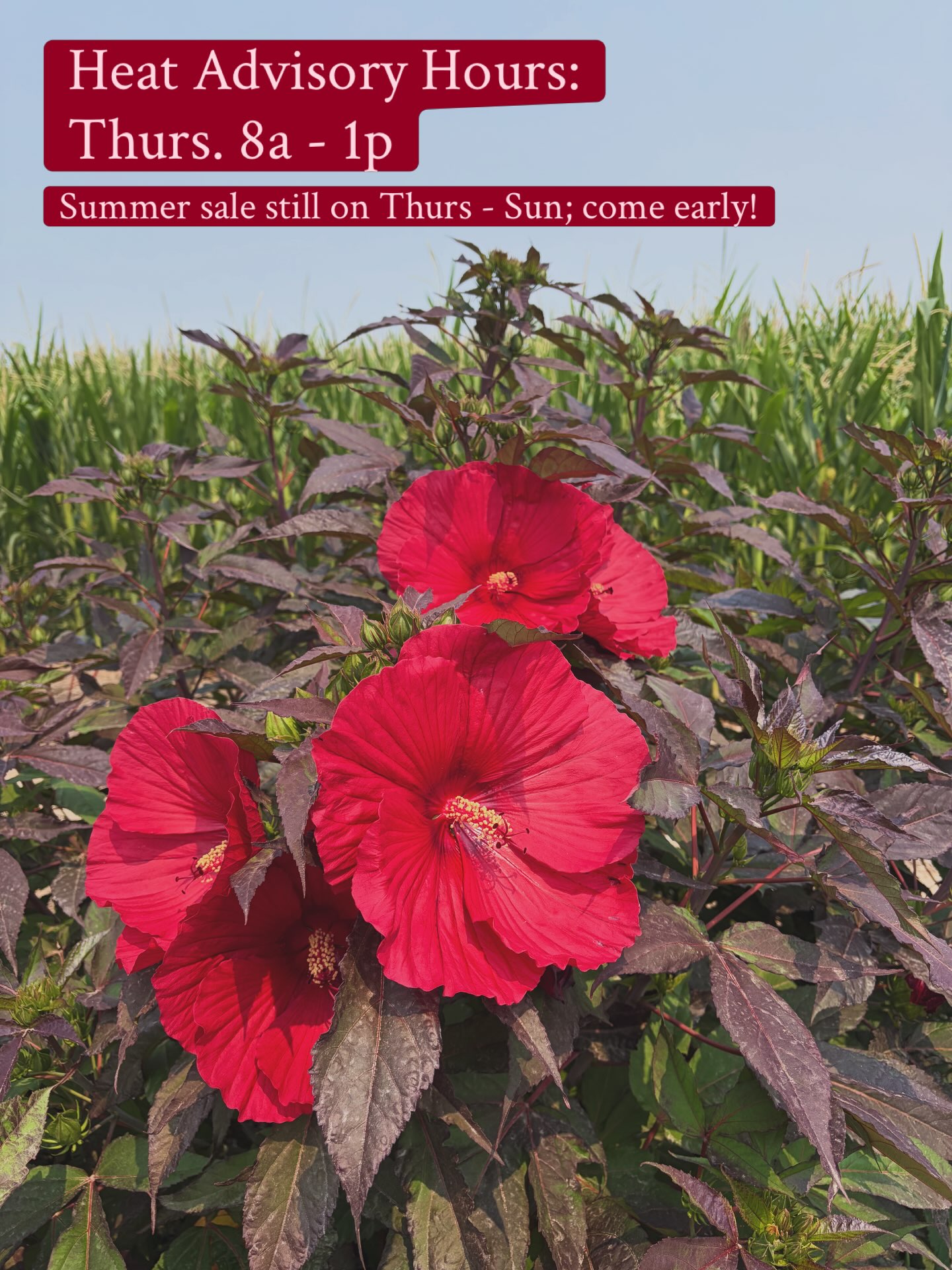 ๐ก๏ธ To keep our customers and team safe in the heat, weโll be open 8a - 1p tomorrow, Thursday.
Summer Celebration still kicks off with blooming deals! Plan to swing by early for maximum enjoyment โ๏ธ๐บ